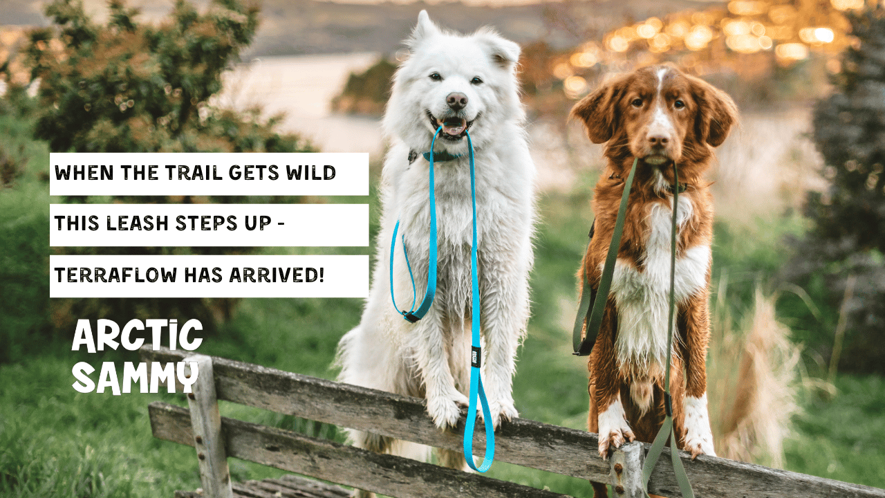 When the trail gets wild, this leash steps up - Terraflow has arrived!