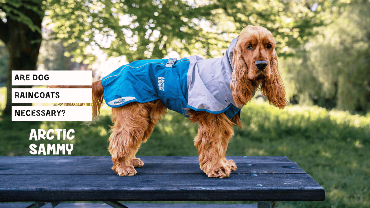 Are Dog Raincoats Necessary?