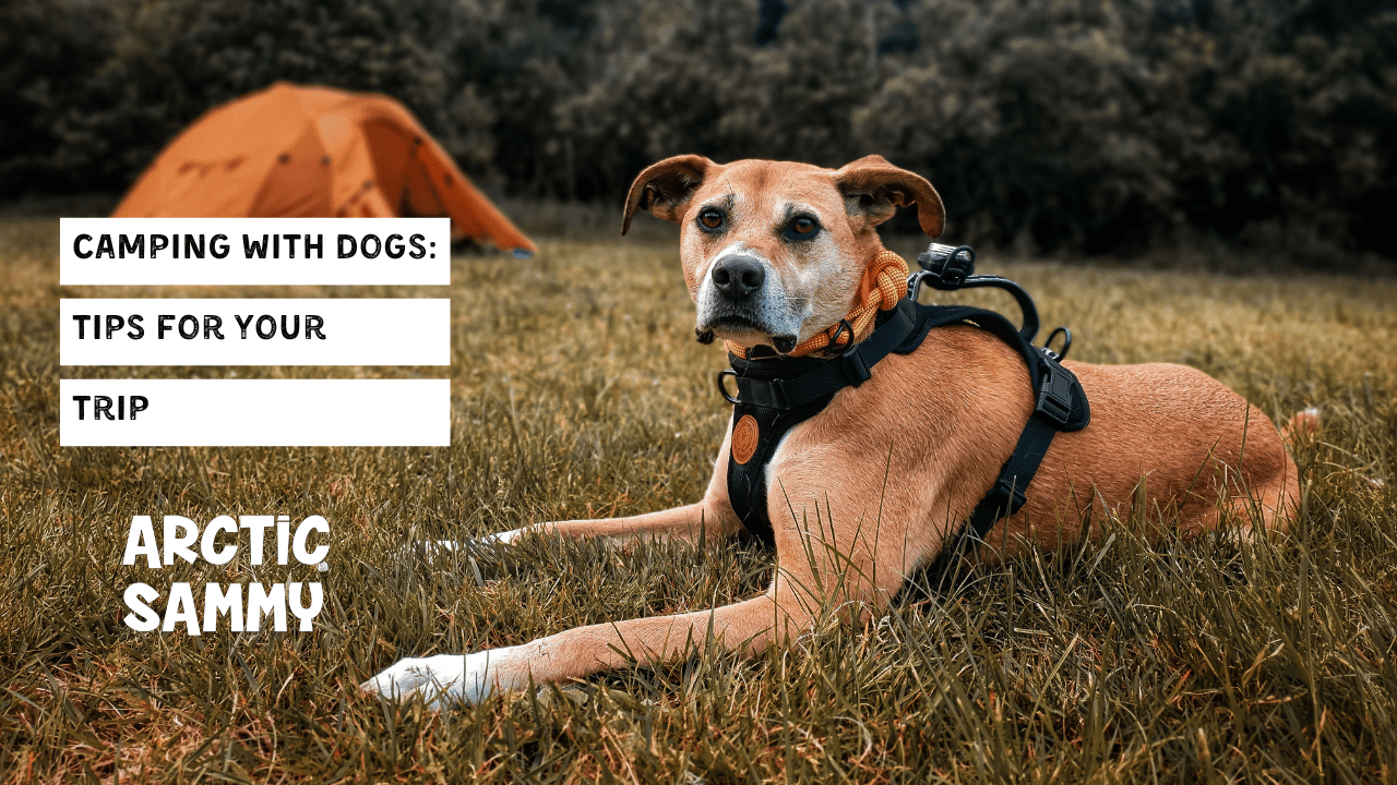Camping with Dogs: Tips for Your Trip