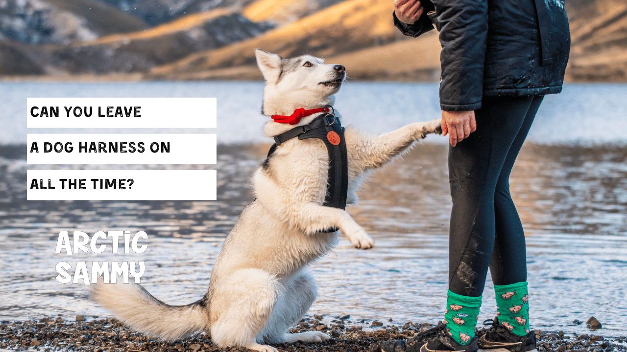 Can You Leave a Dog Harness On All The Time?
