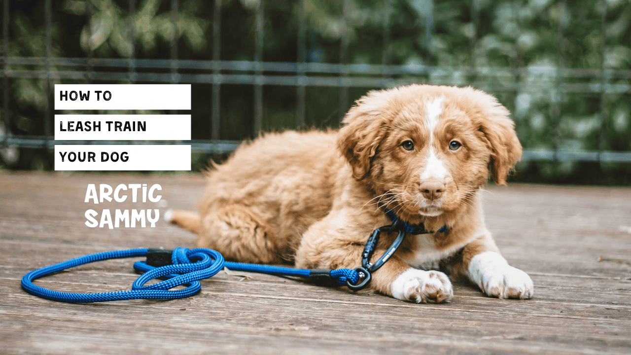 How to Leash Train Your Dog