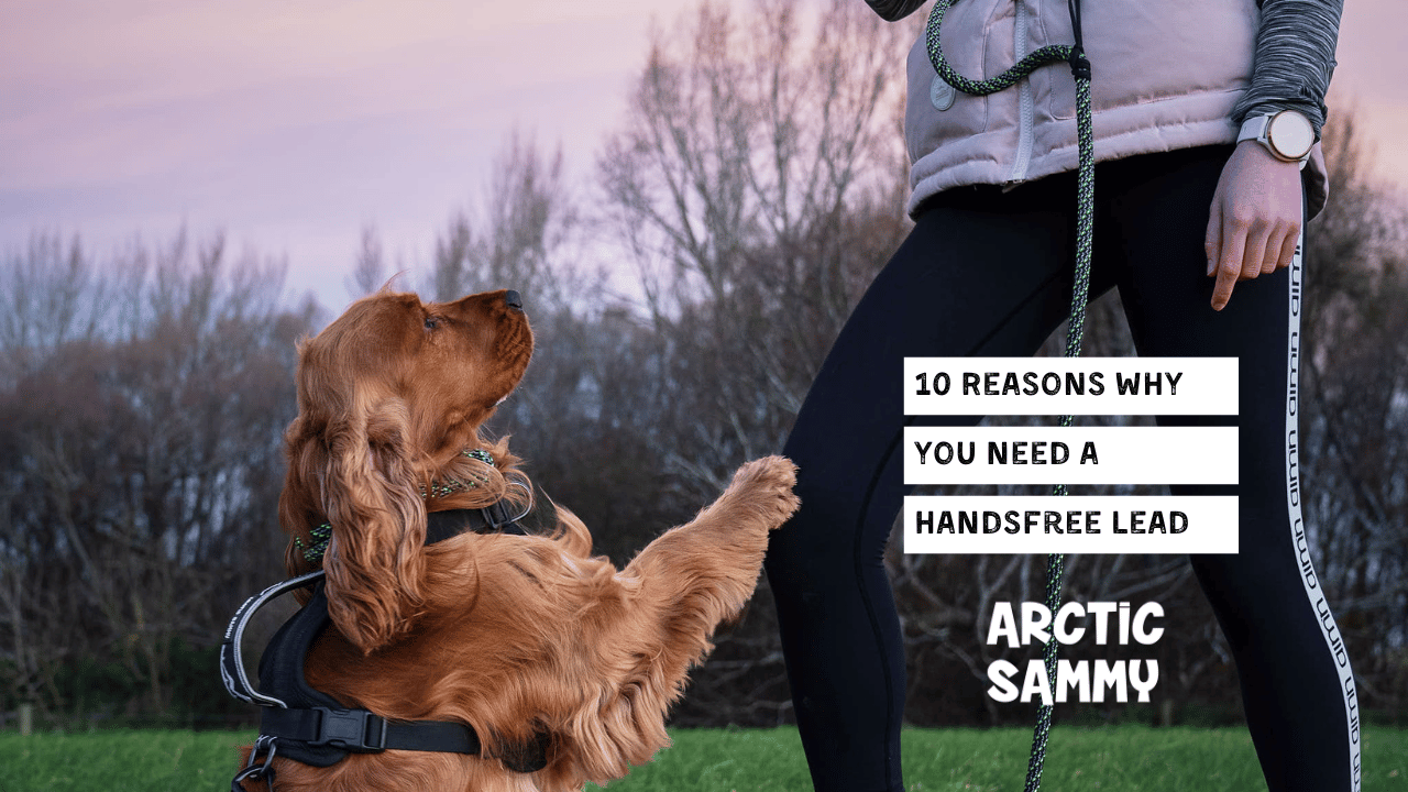10 reasons why you need a handsfree dog lead