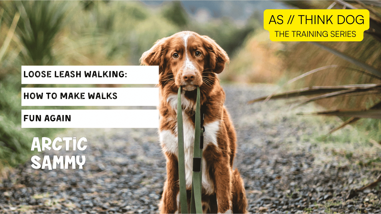 THINK DOG: Loose Leash Walking — How to Make Walks Fun Again