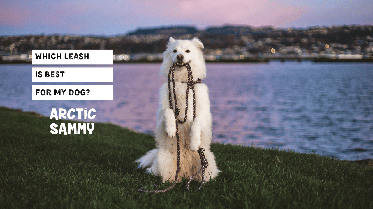 Which Lead is best for my dog?