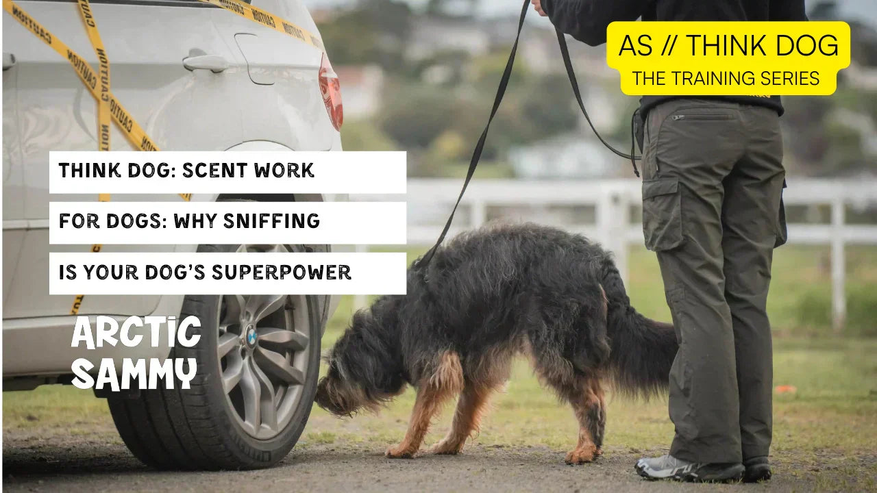 AS Think Dog // Scent Work for Dogs: Why Sniffing Is Your Dog’s Superpower