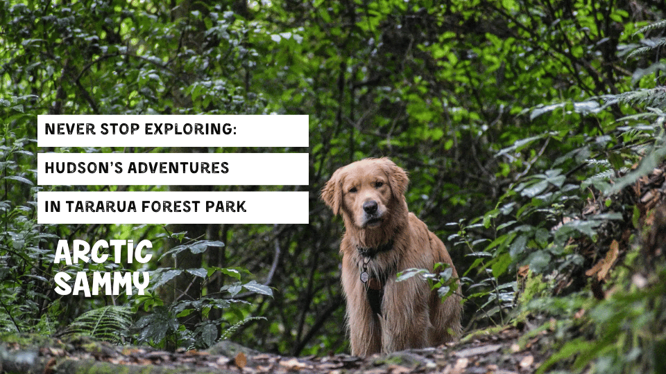 Never Stop Exploring – Hudson’s Adventures in Tararua Forest Park