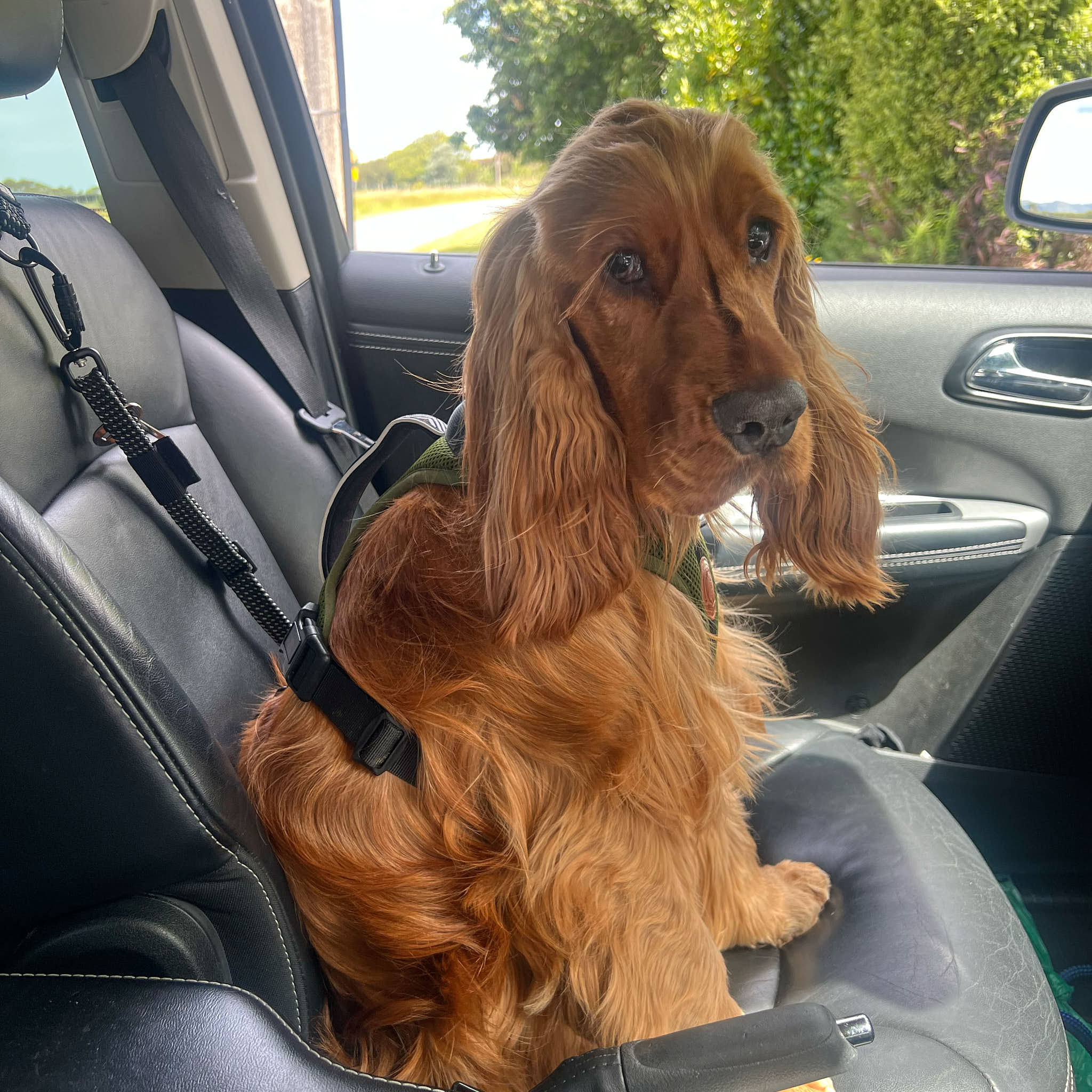3-in-1 Dog Car Tether Pukaki