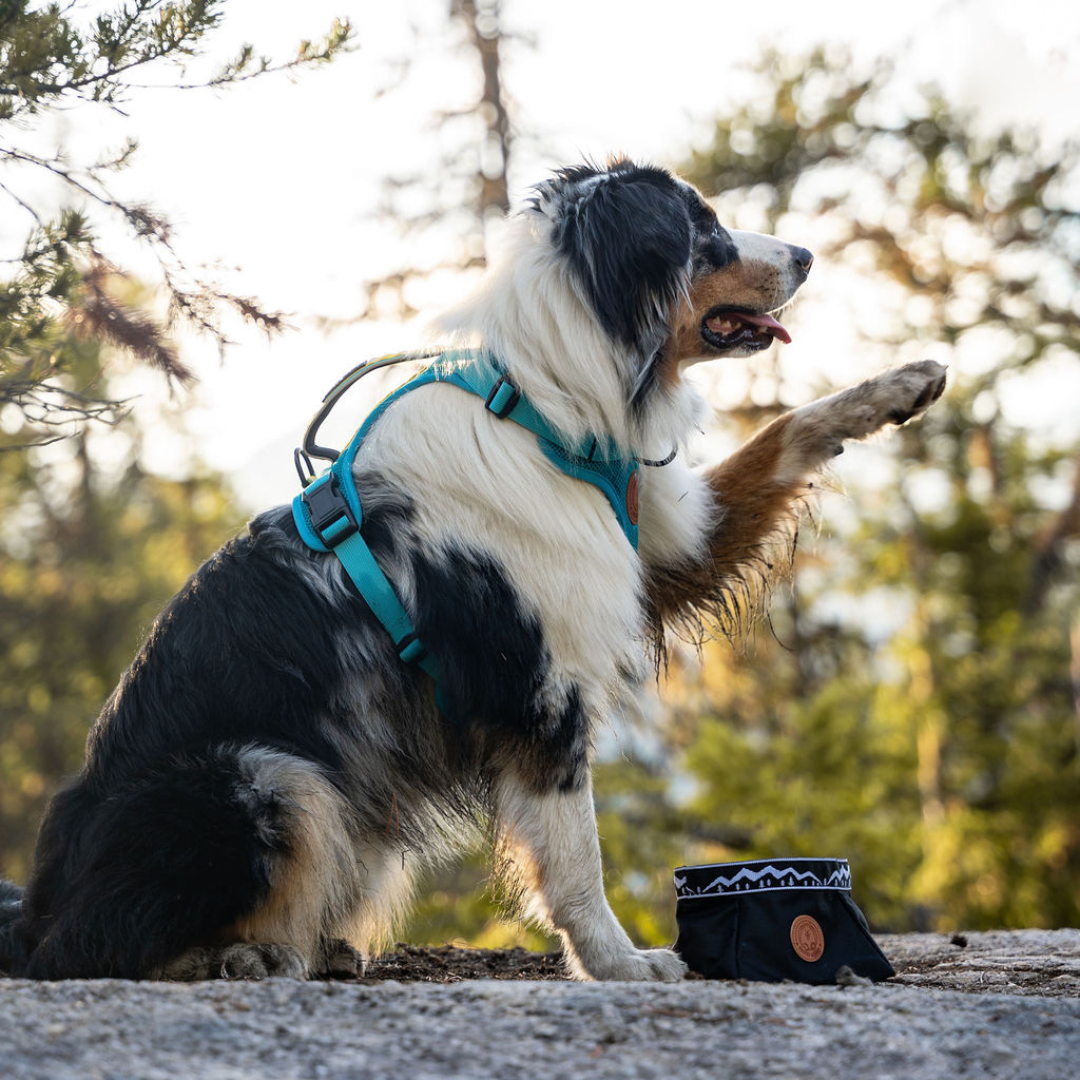Backcountry Travel Dog Bowl