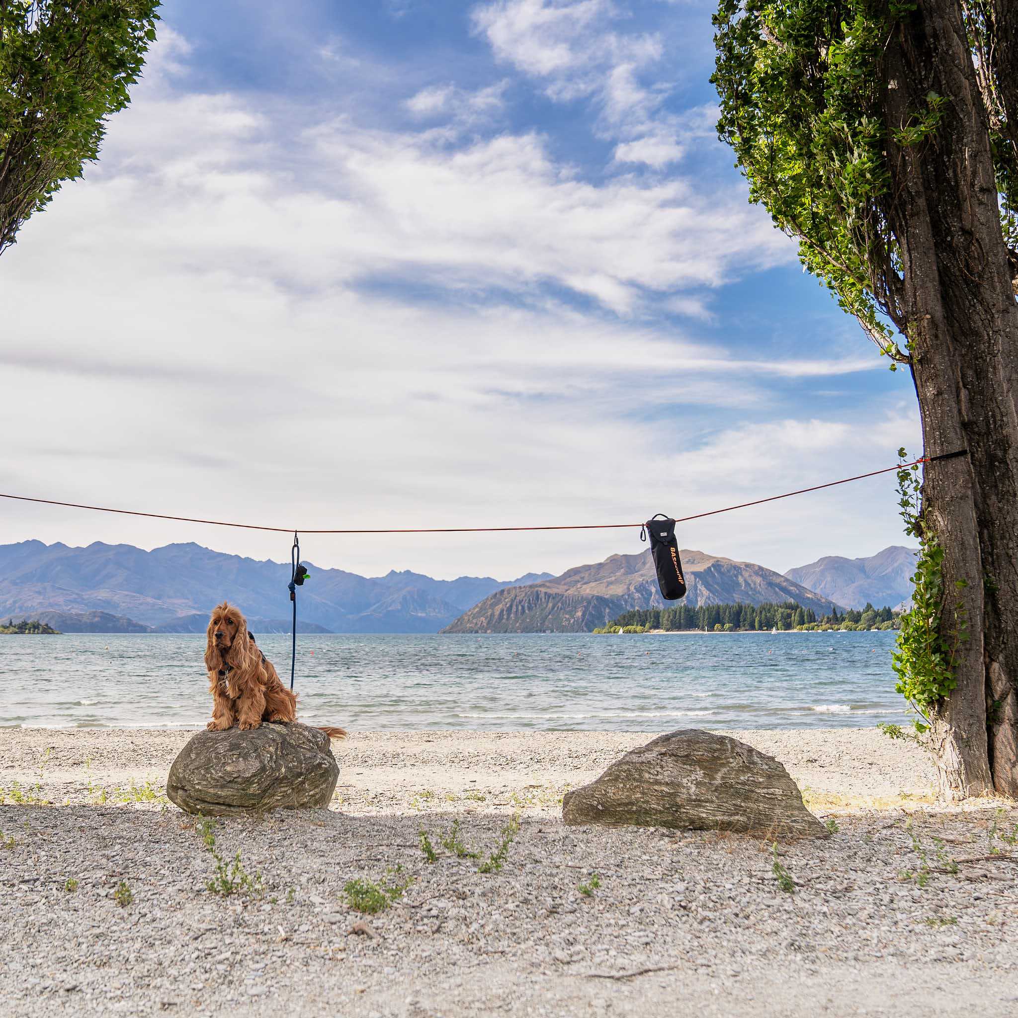 Basecamp Dog Camping Zipline