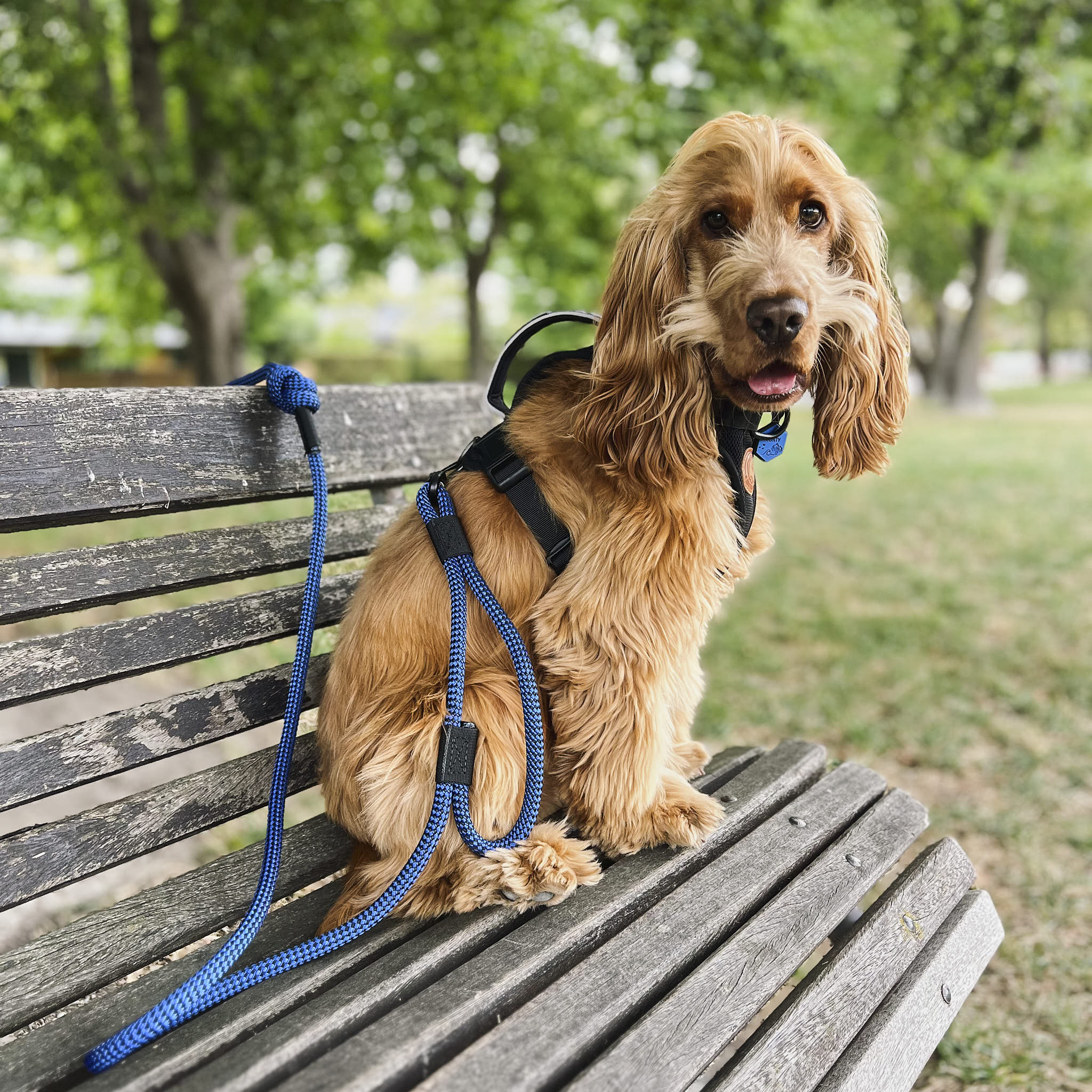 Benmore Rope Dog Leash with Traffic Handle