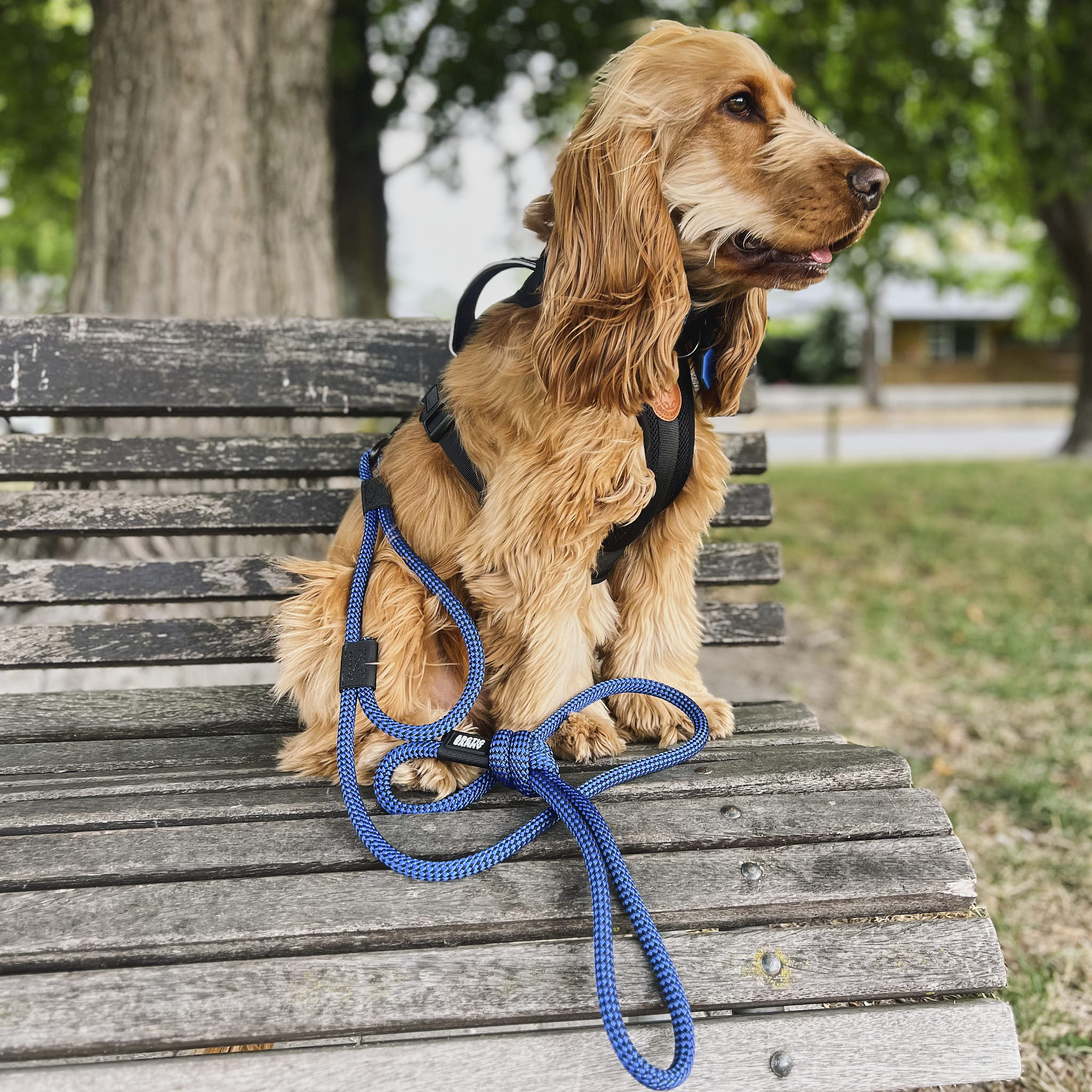 Benmore Rope Dog Leash with Traffic Handle