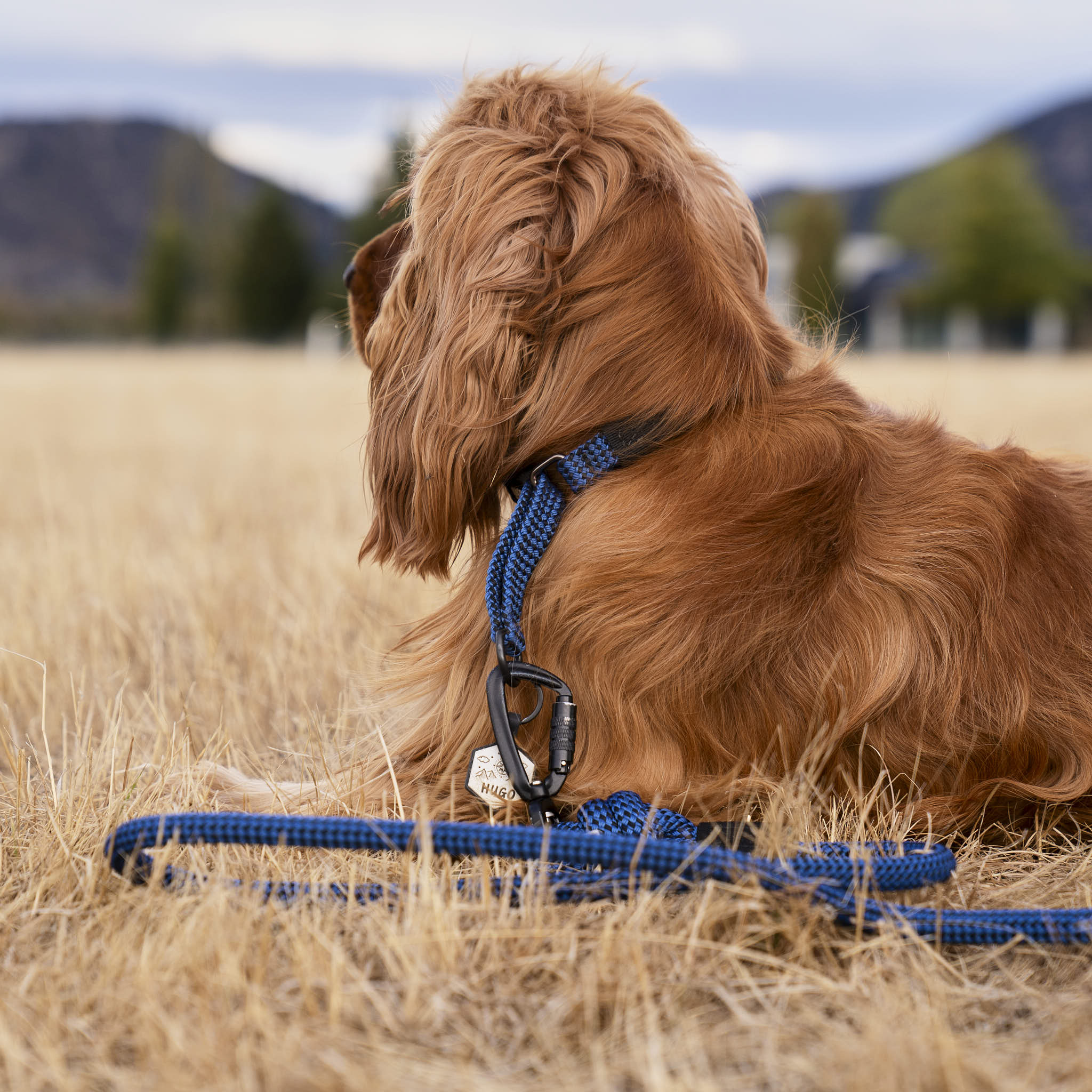 Benmore Martingale Collar