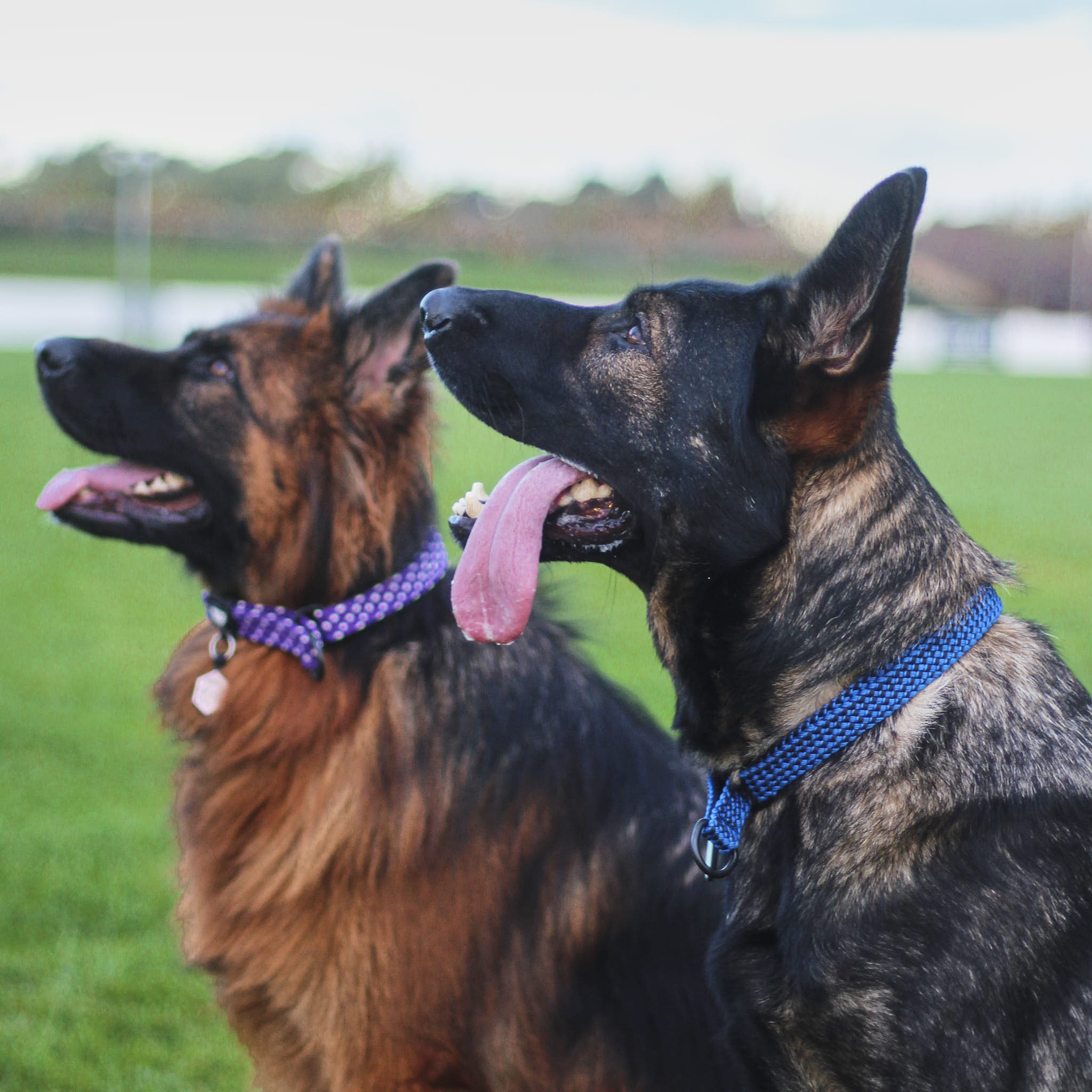 Benmore Martingale Collar