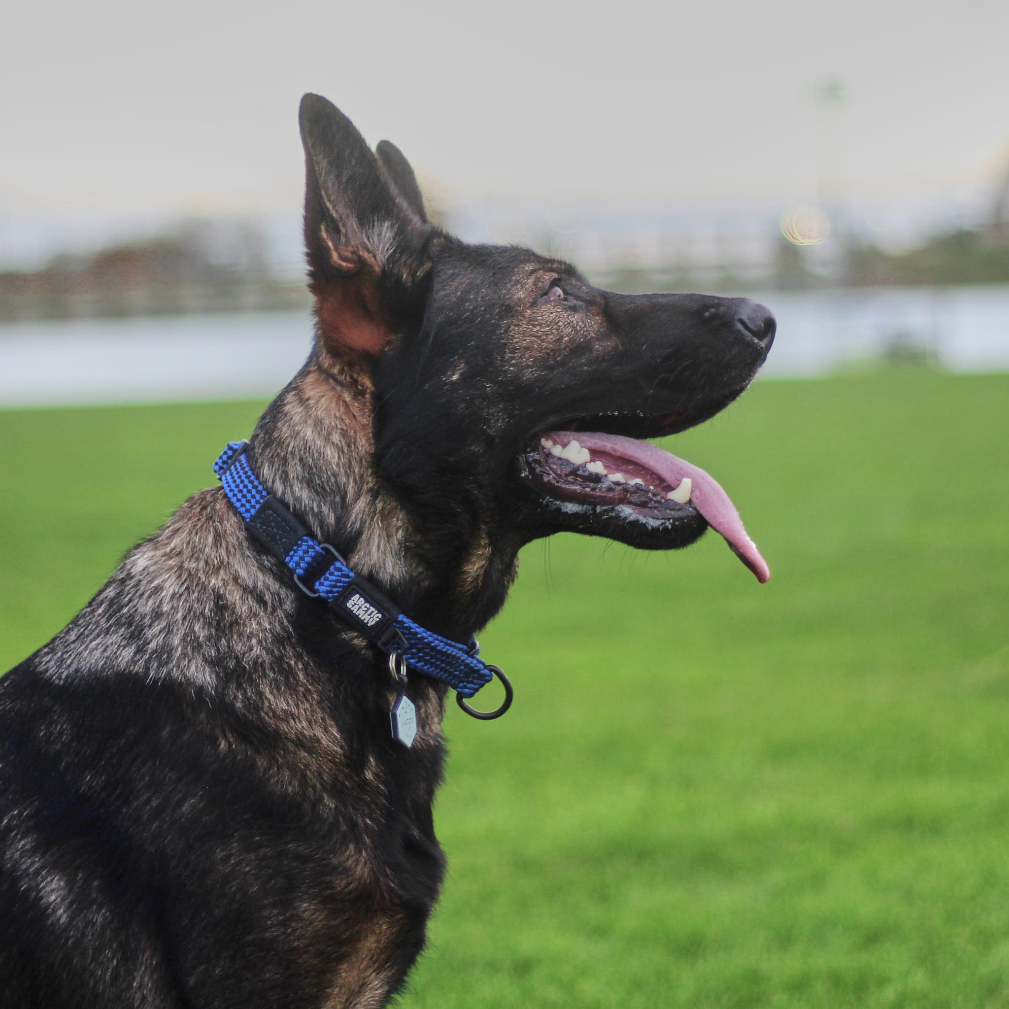 Benmore Martingale Collar