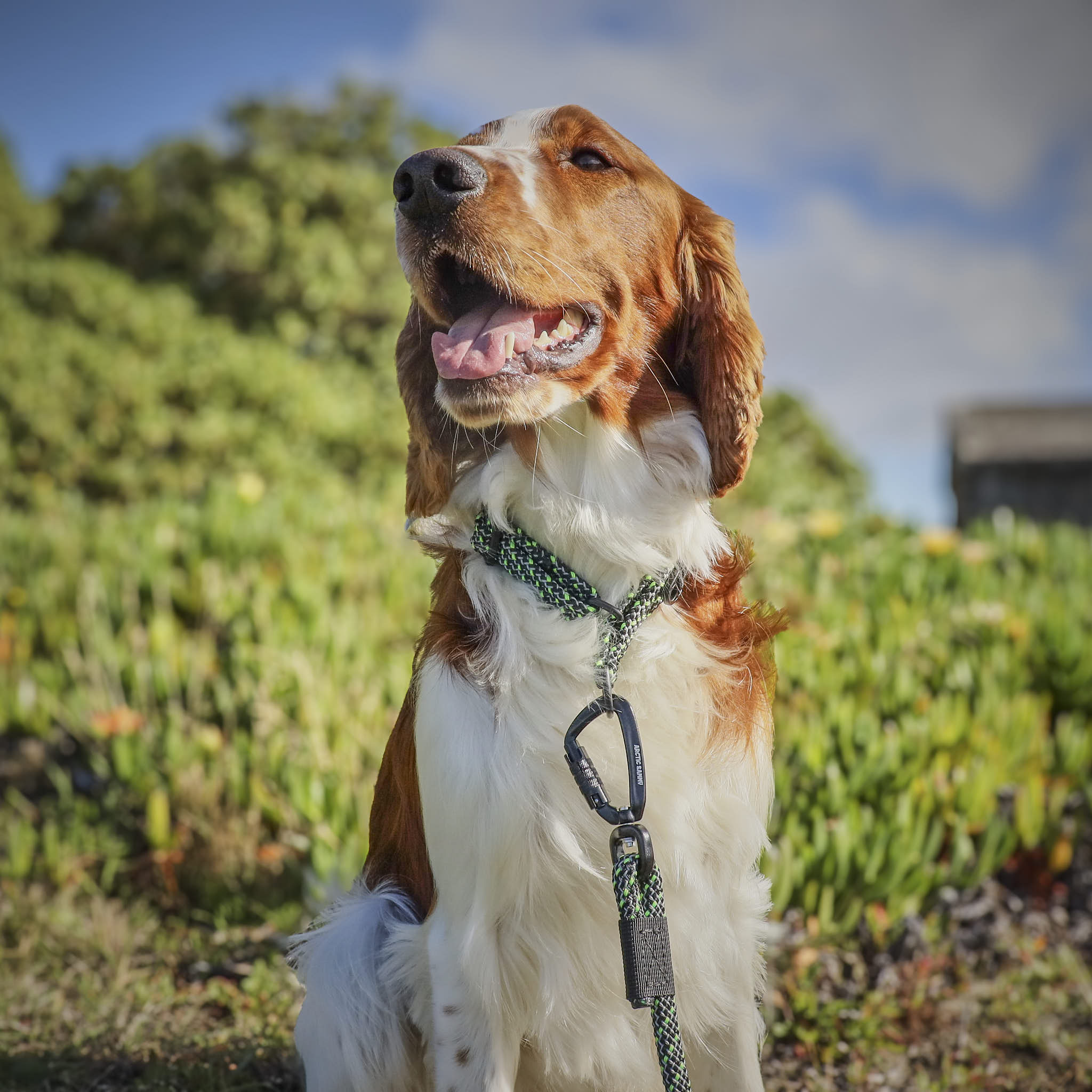 Craigieburn Martingale Collar