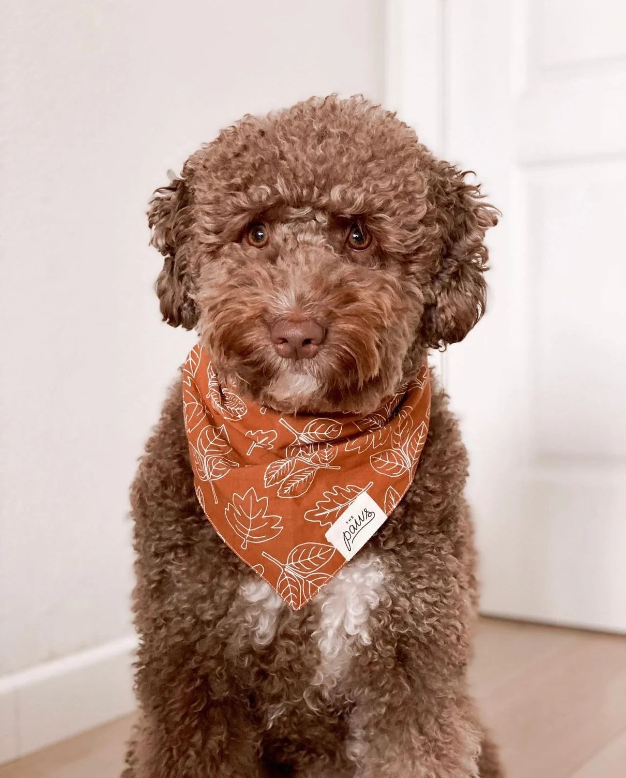 The Paws True North Dog Bandana
