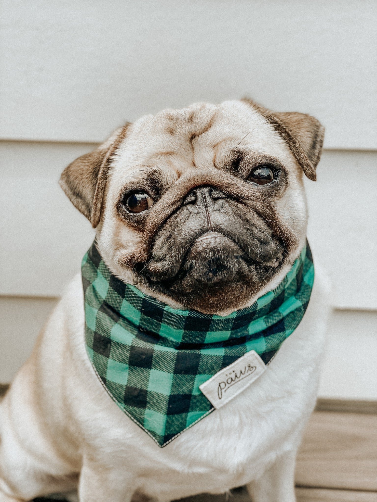 The Paws Bourbon Dog Bandana