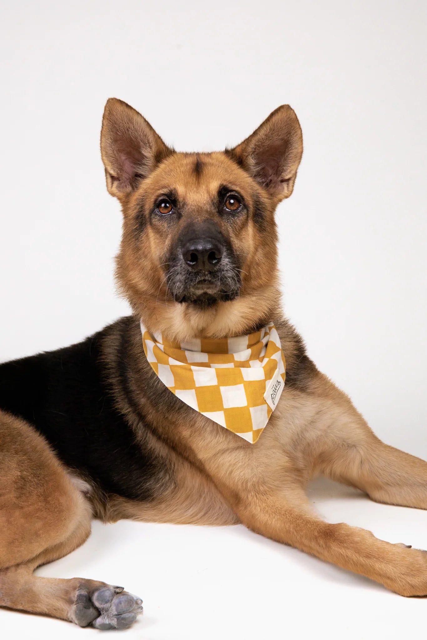 Dog Accessories
