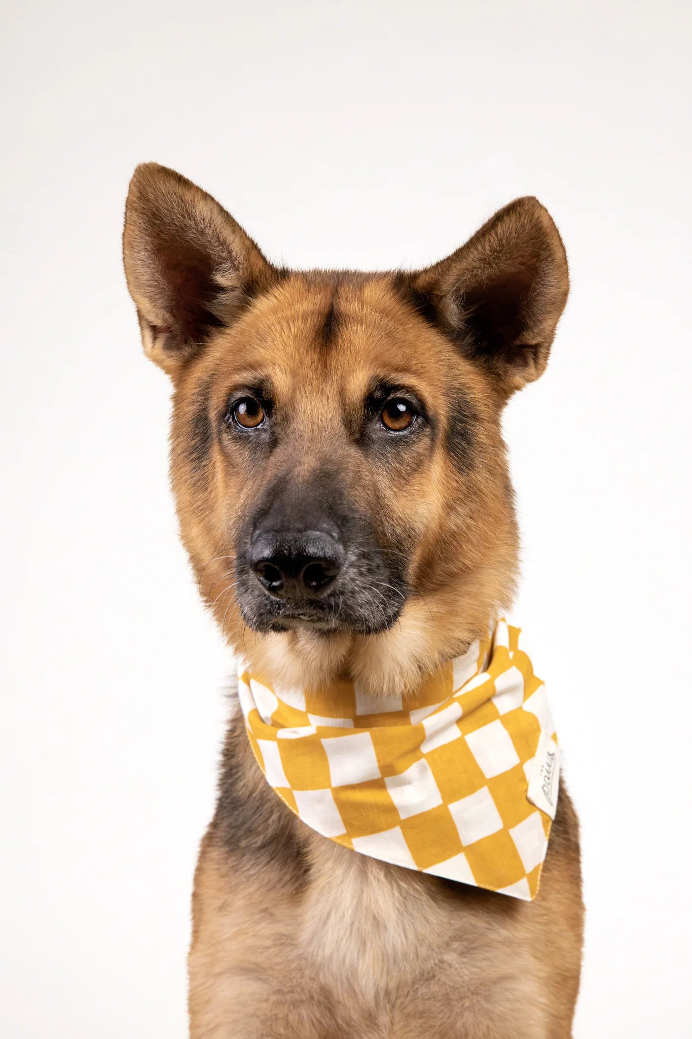 The Paws Legend Dog Bandana