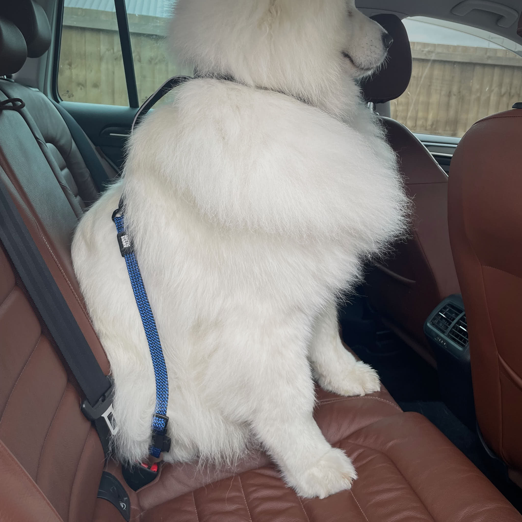 dog car tether