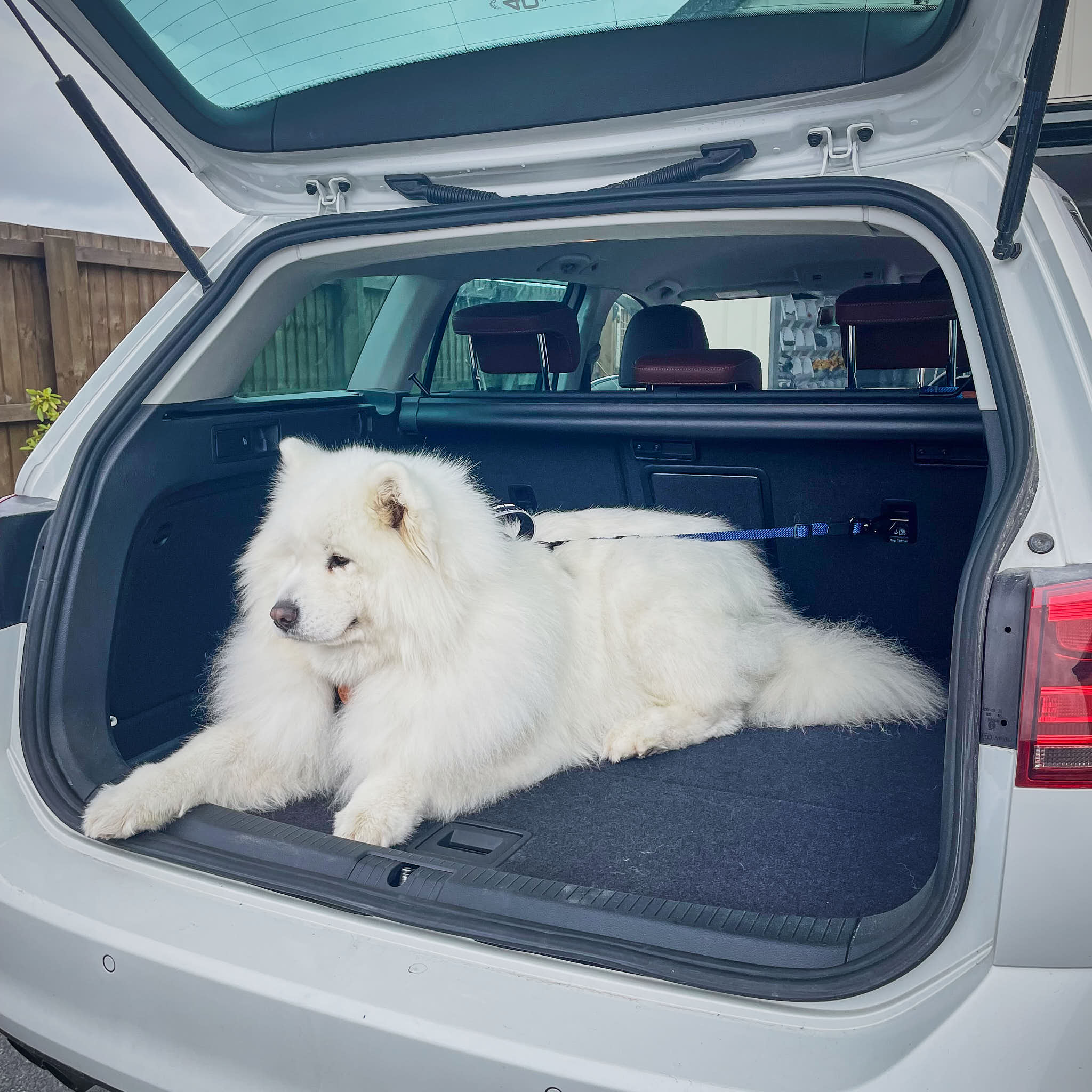 pet car tether