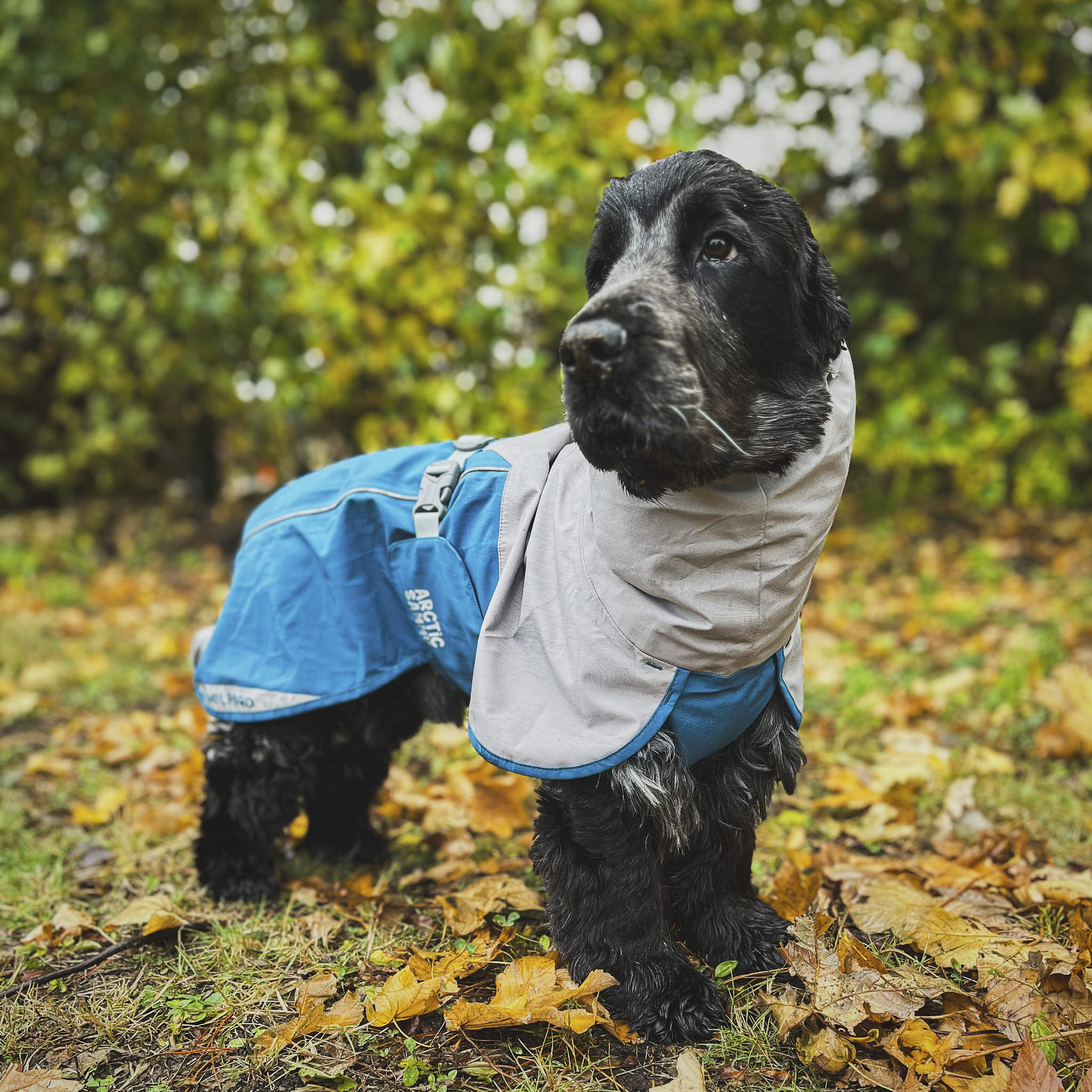 Dog Raincoat Milford