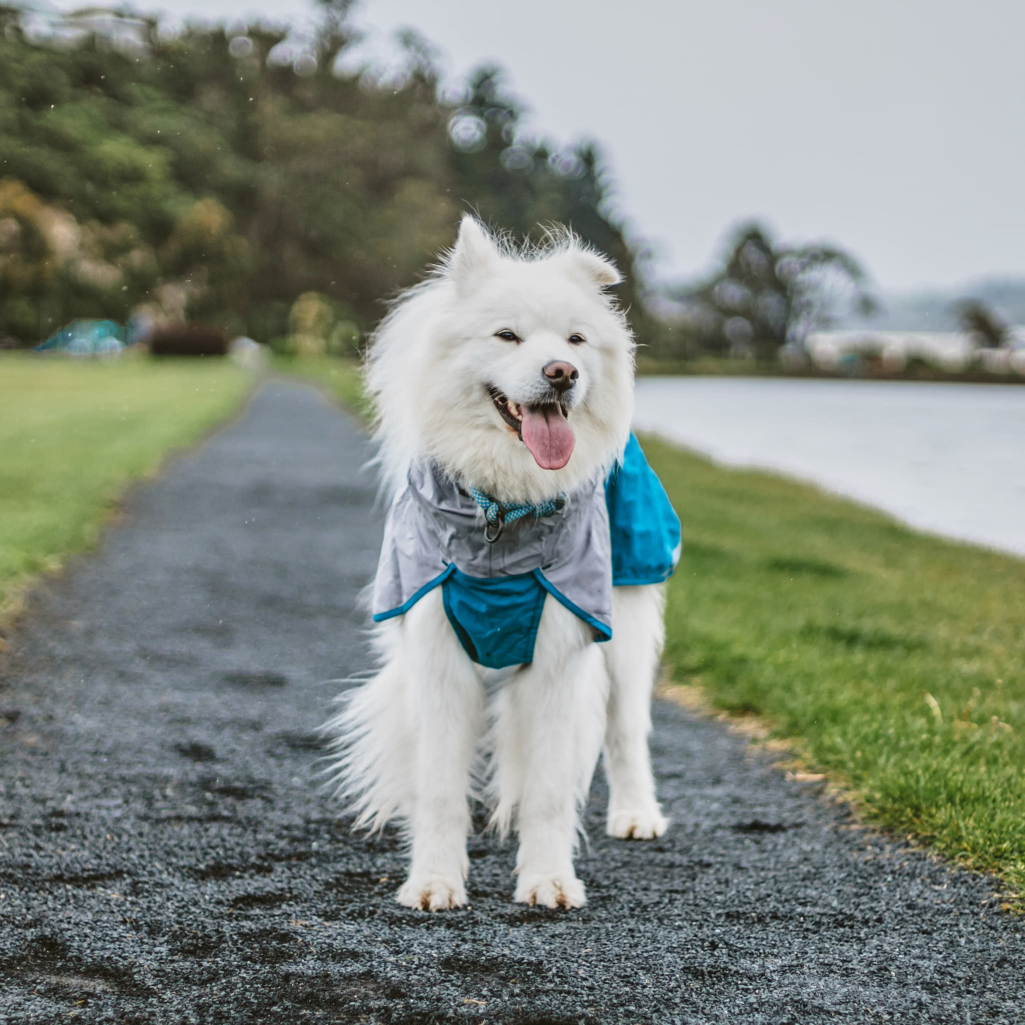 Dog Raincoat Milford