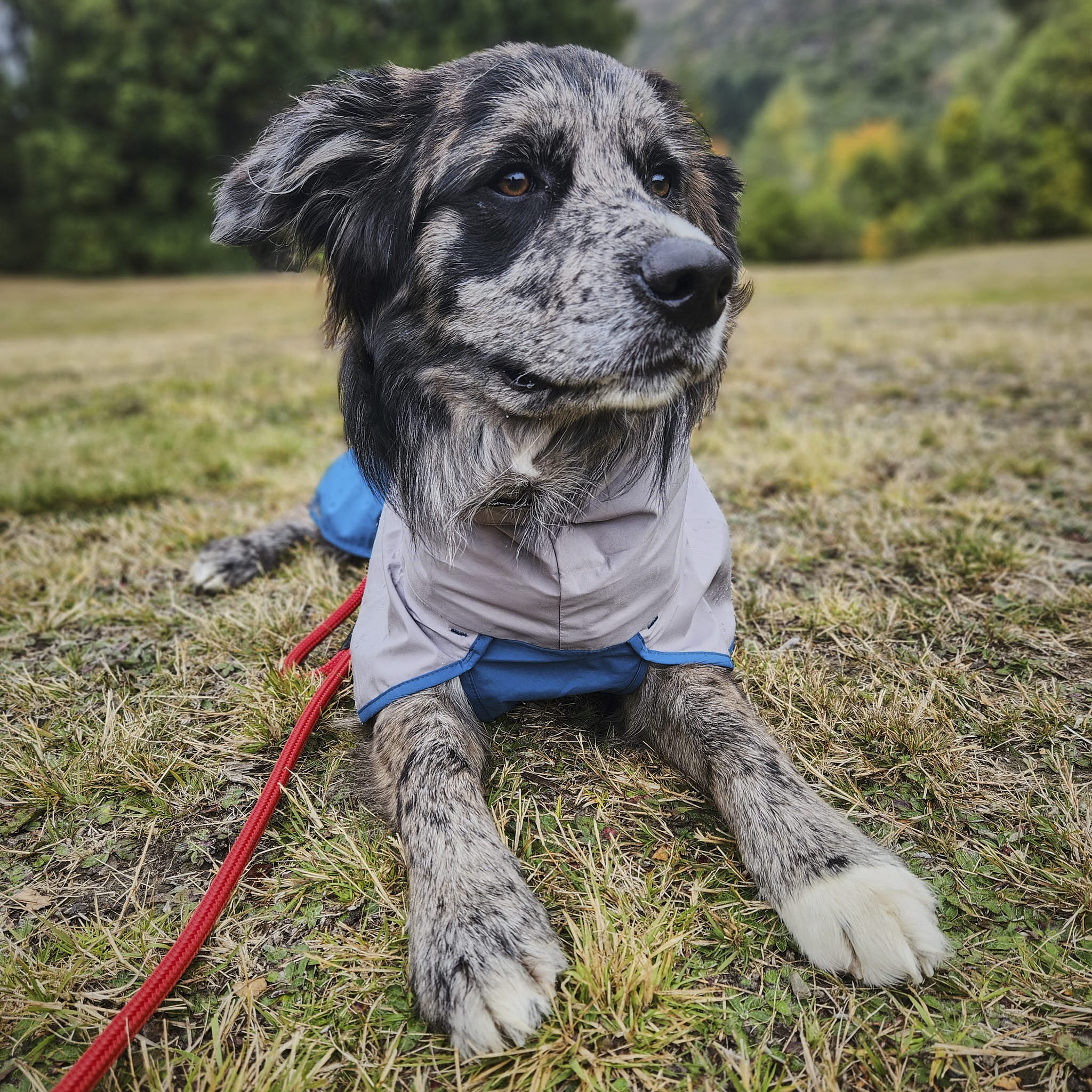 Dog Raincoat Milford