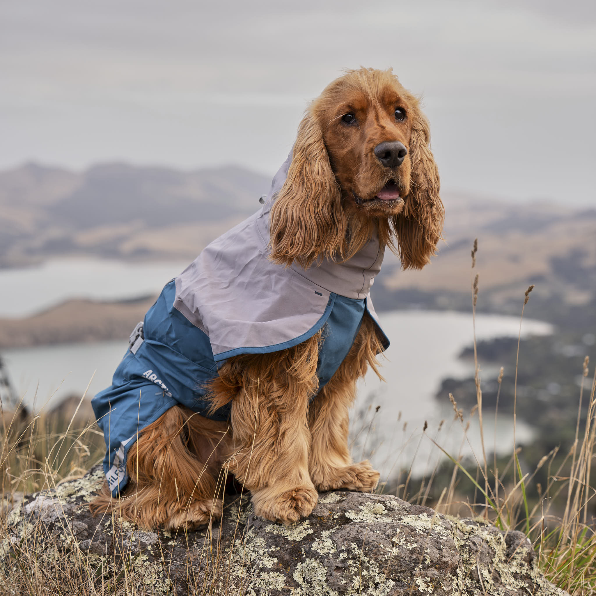 Dog Raincoat Milford