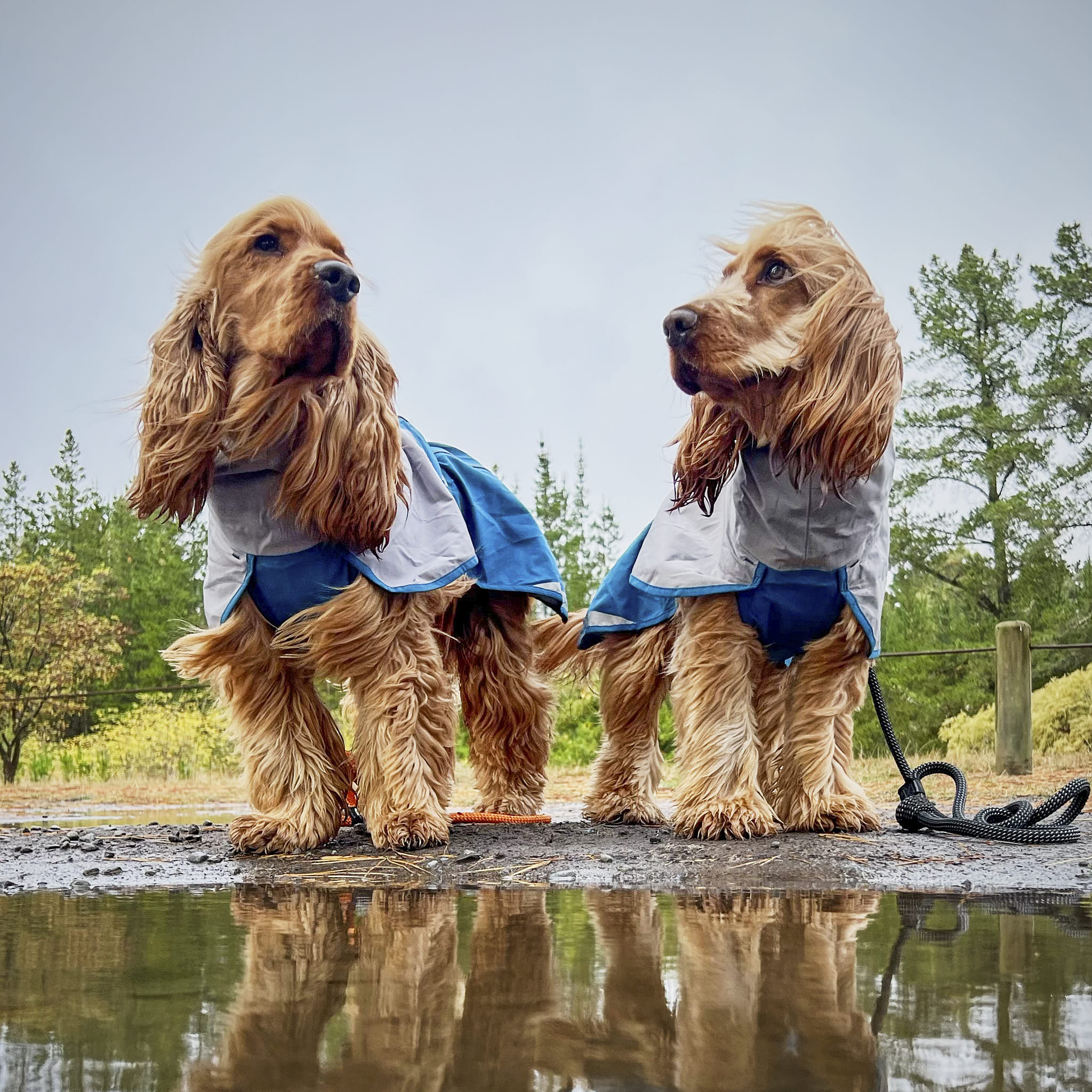 Dog Raincoat Milford