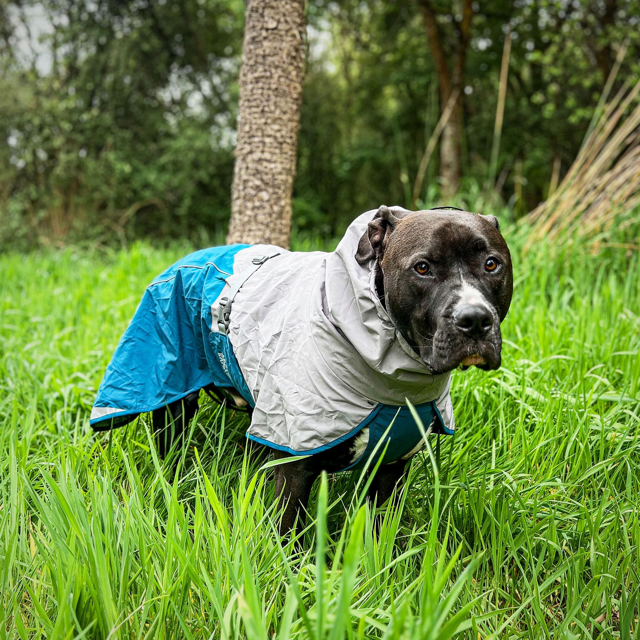 Dog Raincoat Milford