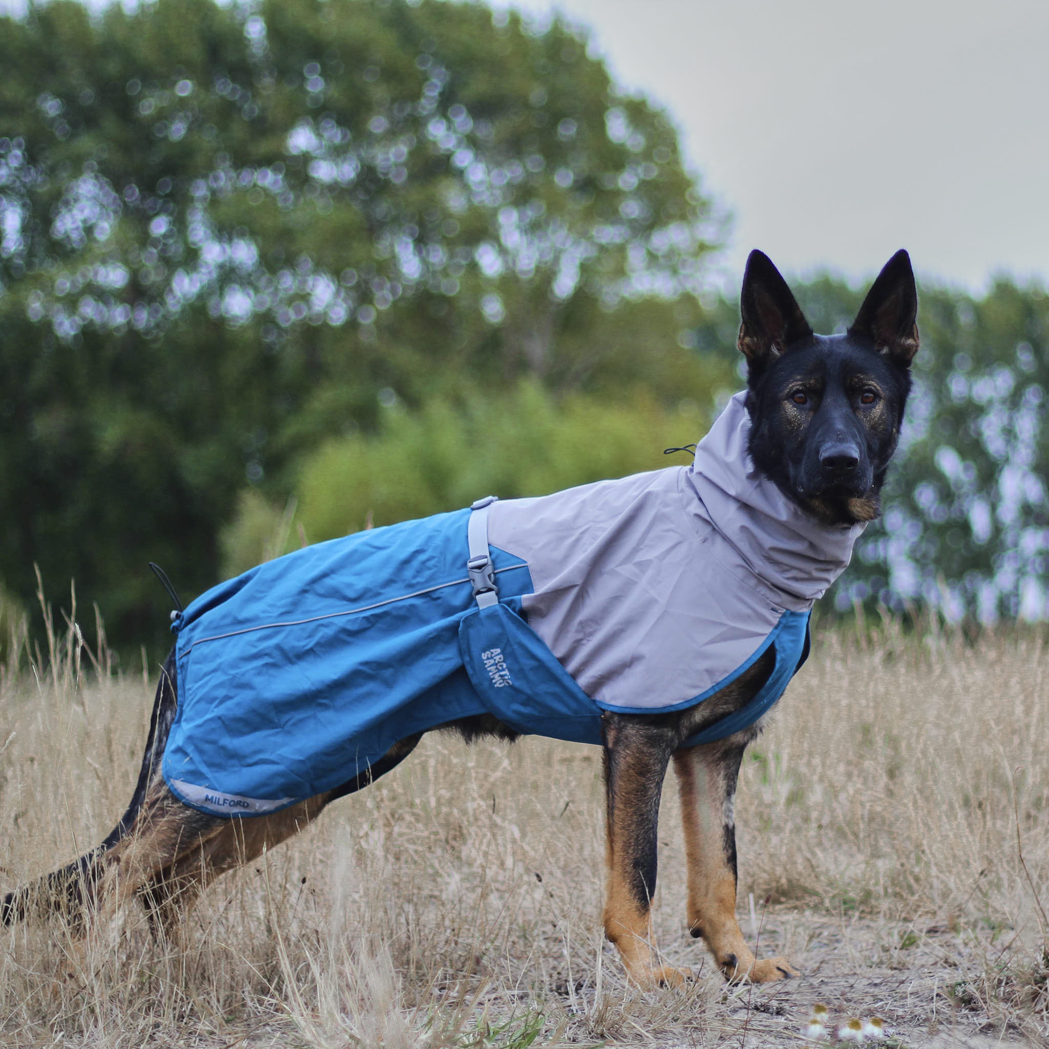 Dog Raincoat Milford