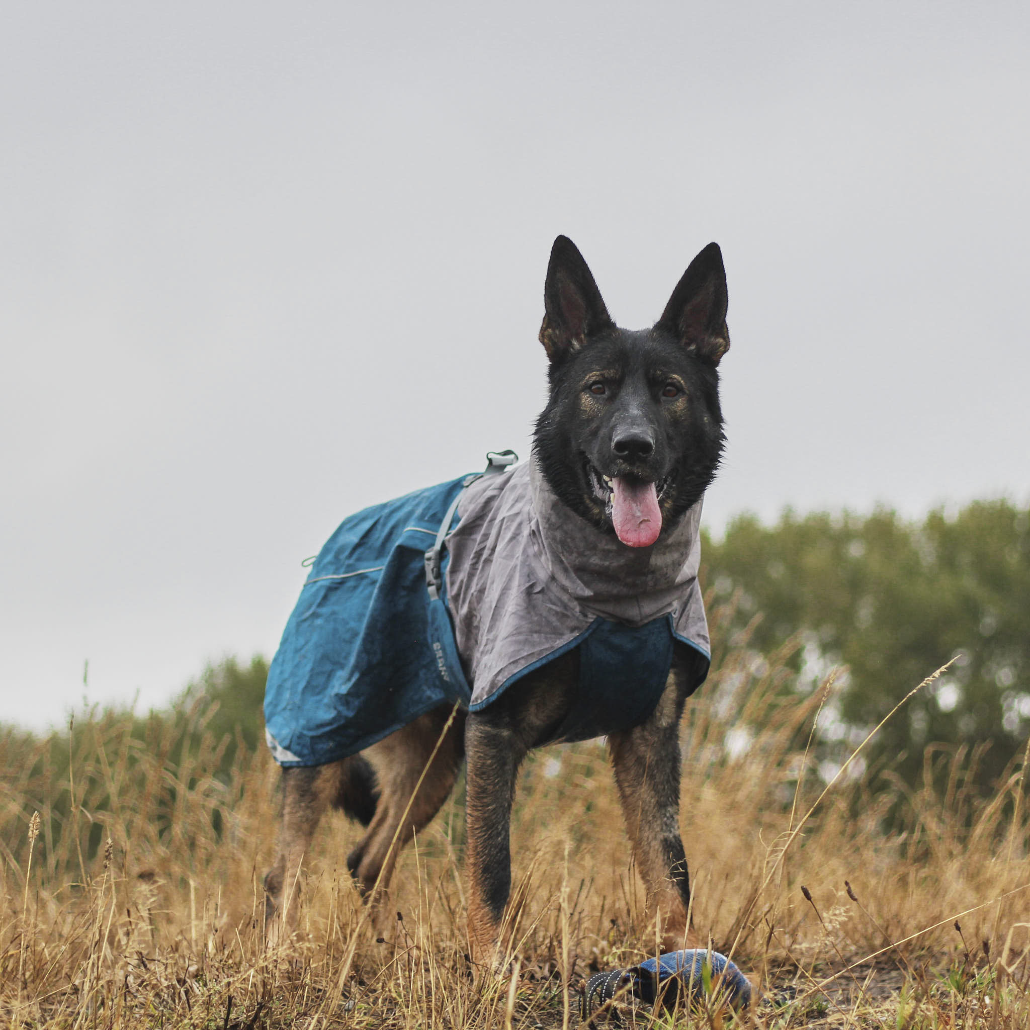 Dog Raincoat Milford