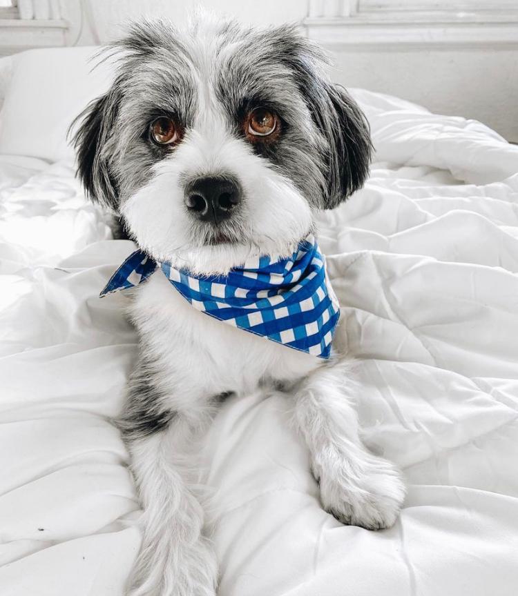 The Paws Classic Blue Check Dog Bandana