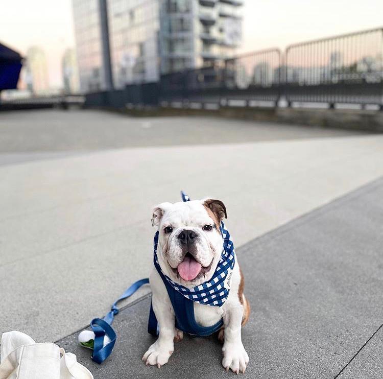 The Paws Classic Blue Check Dog Bandana