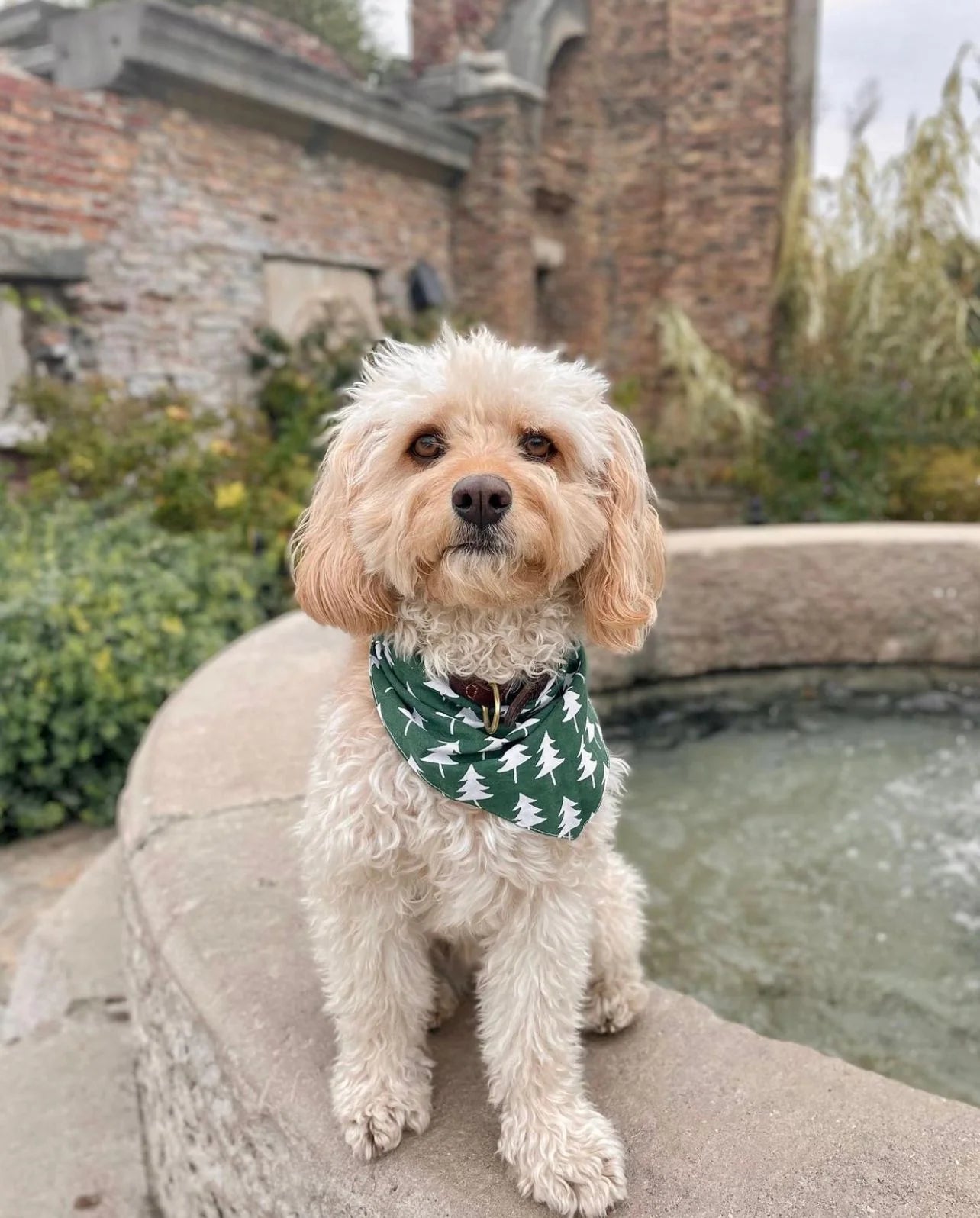 The Paws Rainer Dog Bandana