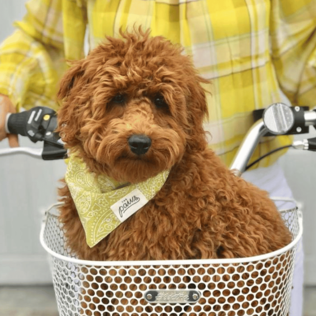 dog bandana