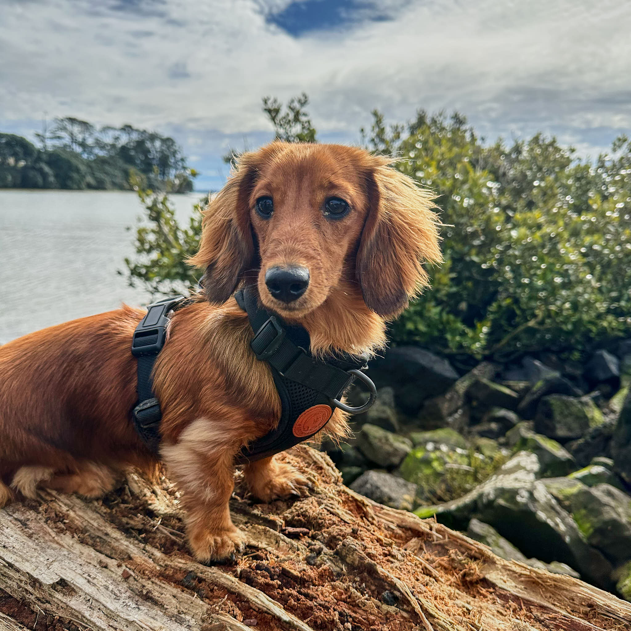 Arctic Sammy Harness