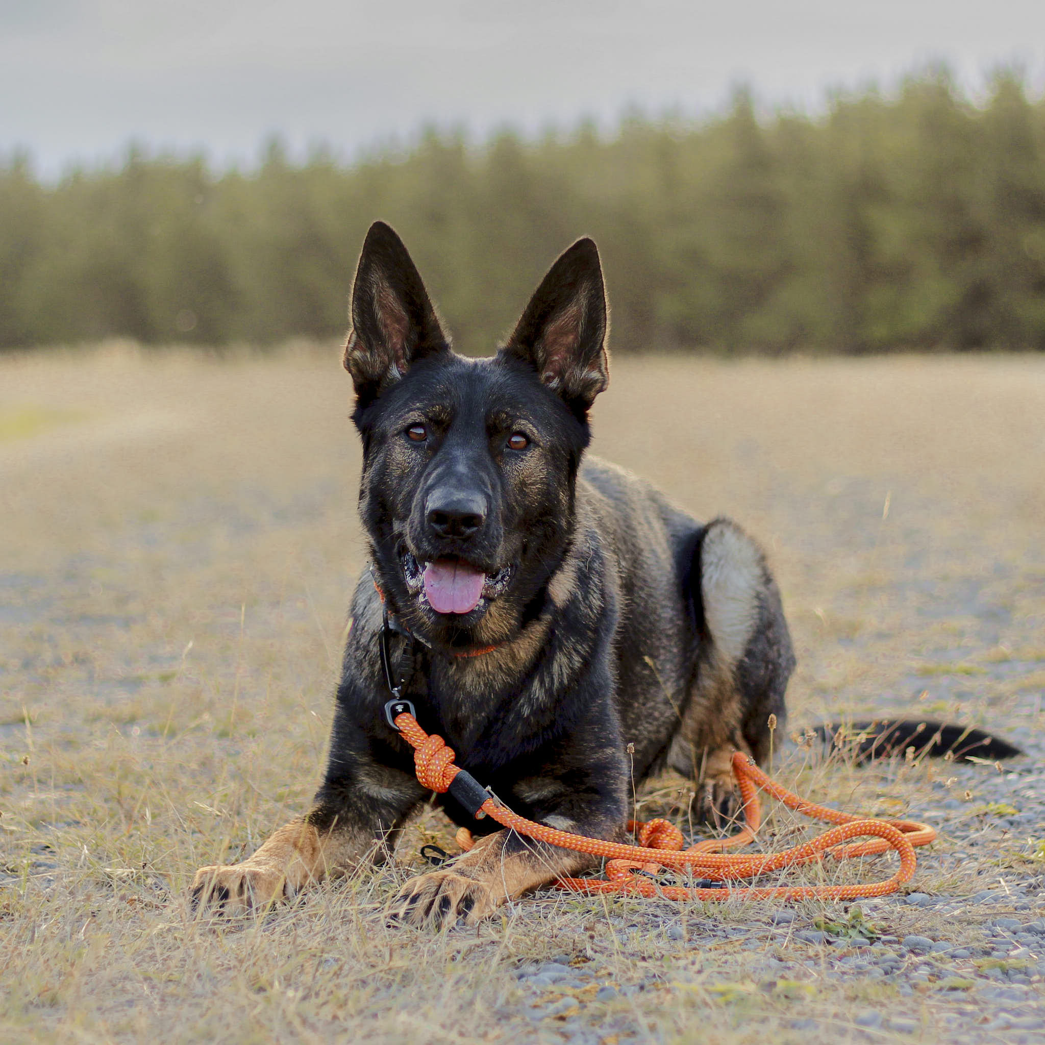 Hawea Rope Dog Leash