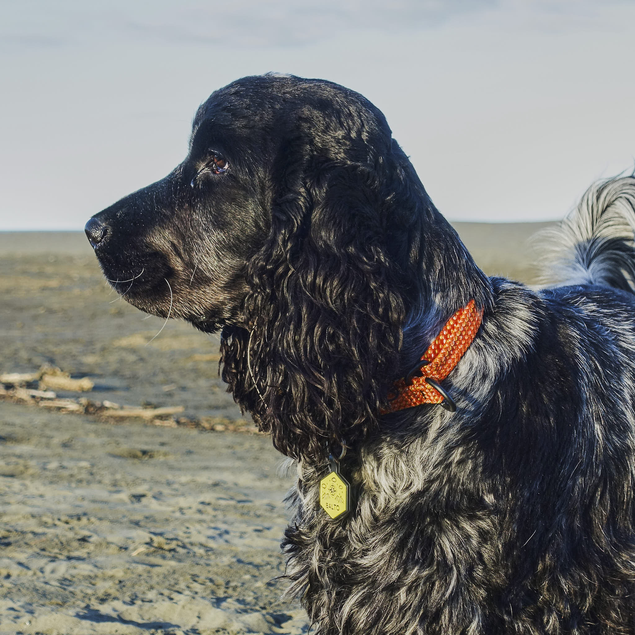 Hawea Martingale Collar