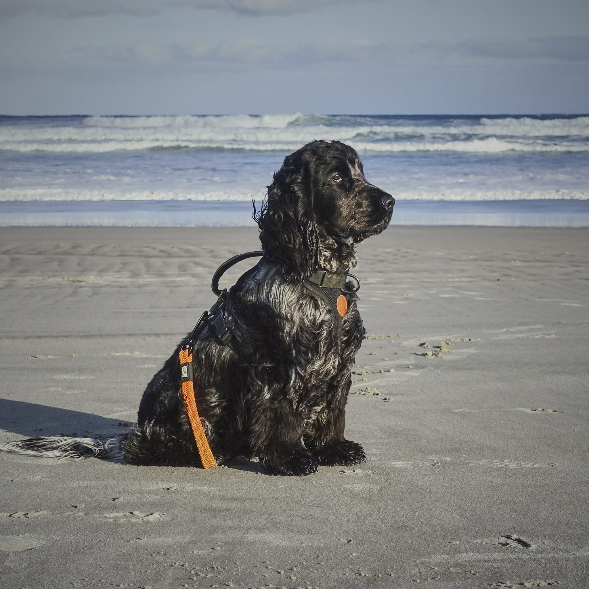 Hawea Transfer Leash