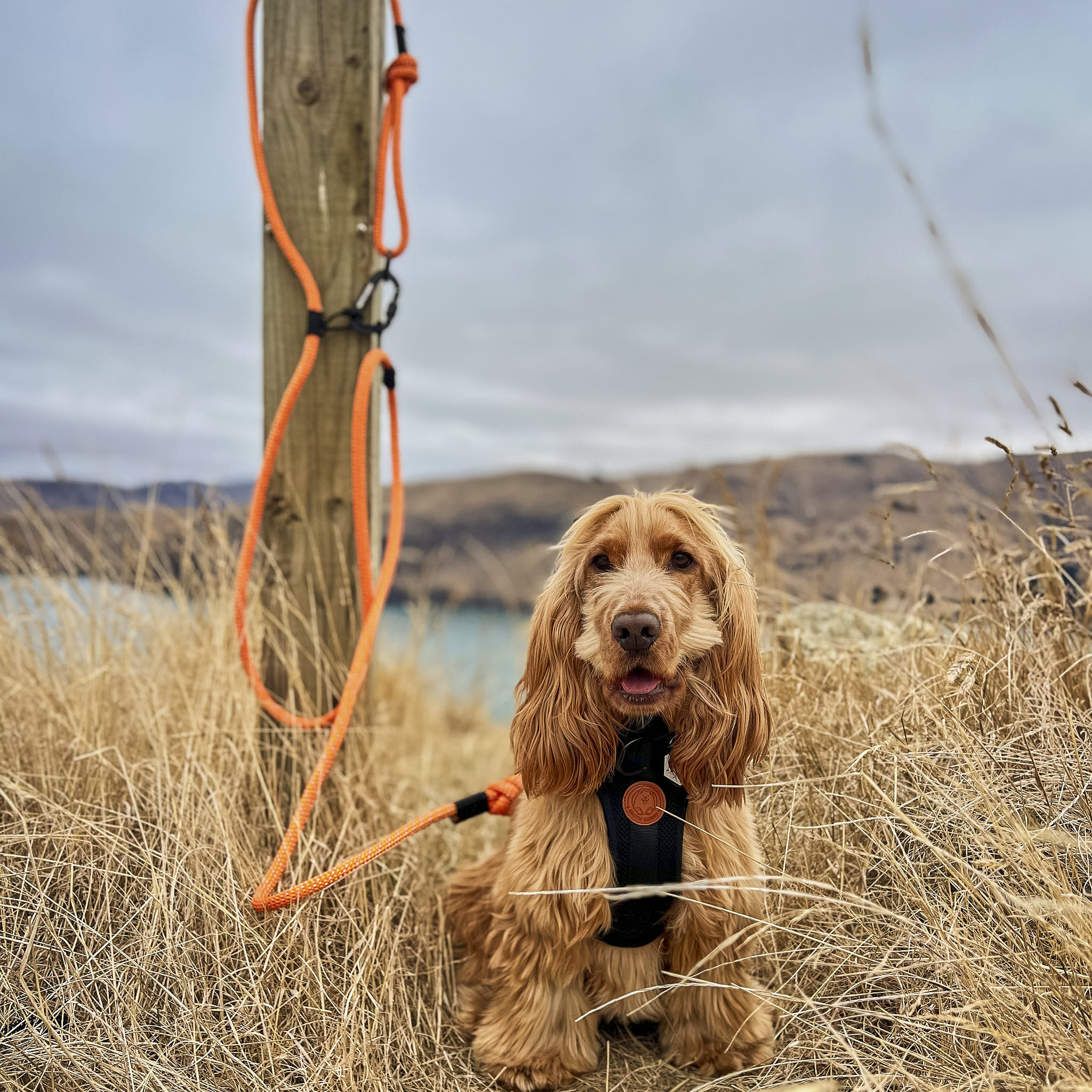 Hawea Trail Runner Handsfree Dog Leash