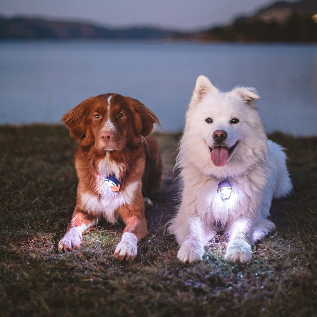LED Dog Collar Light