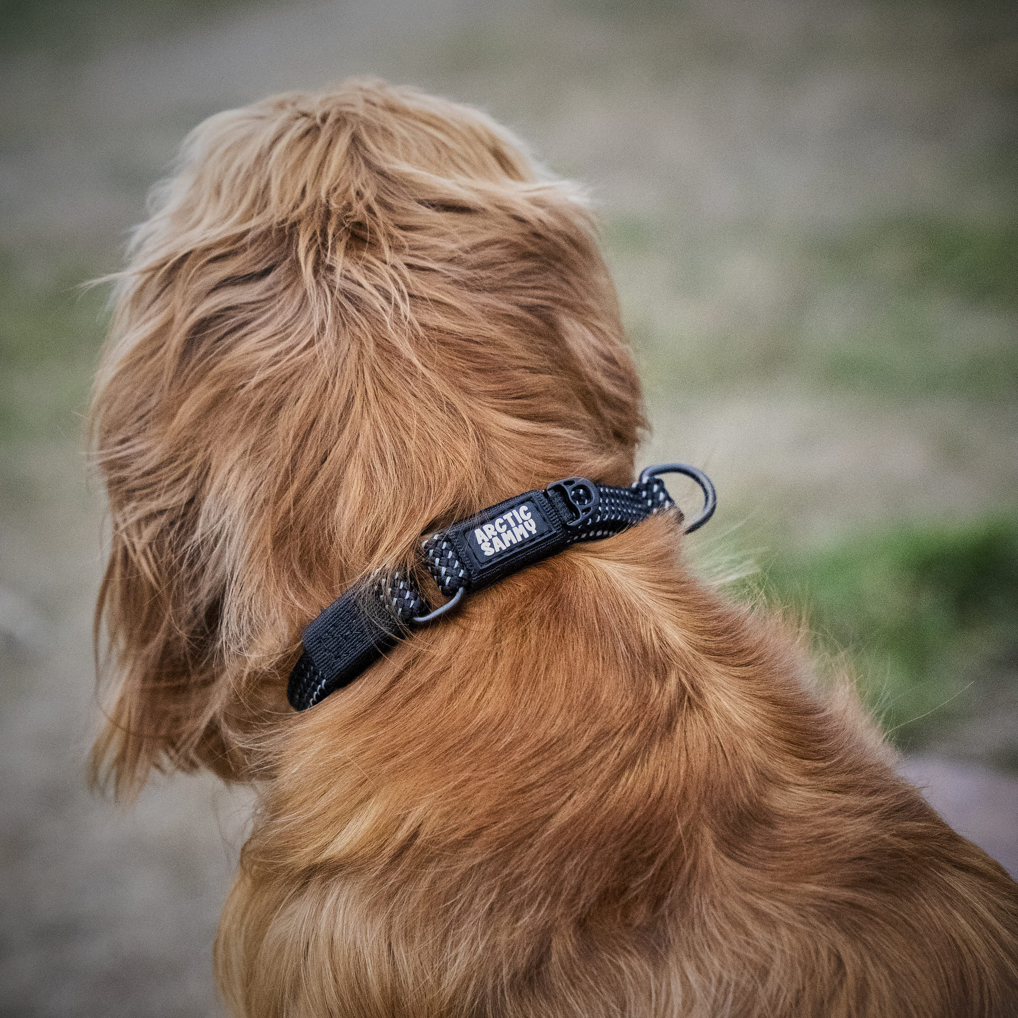 Mackenzie Martingale Collar