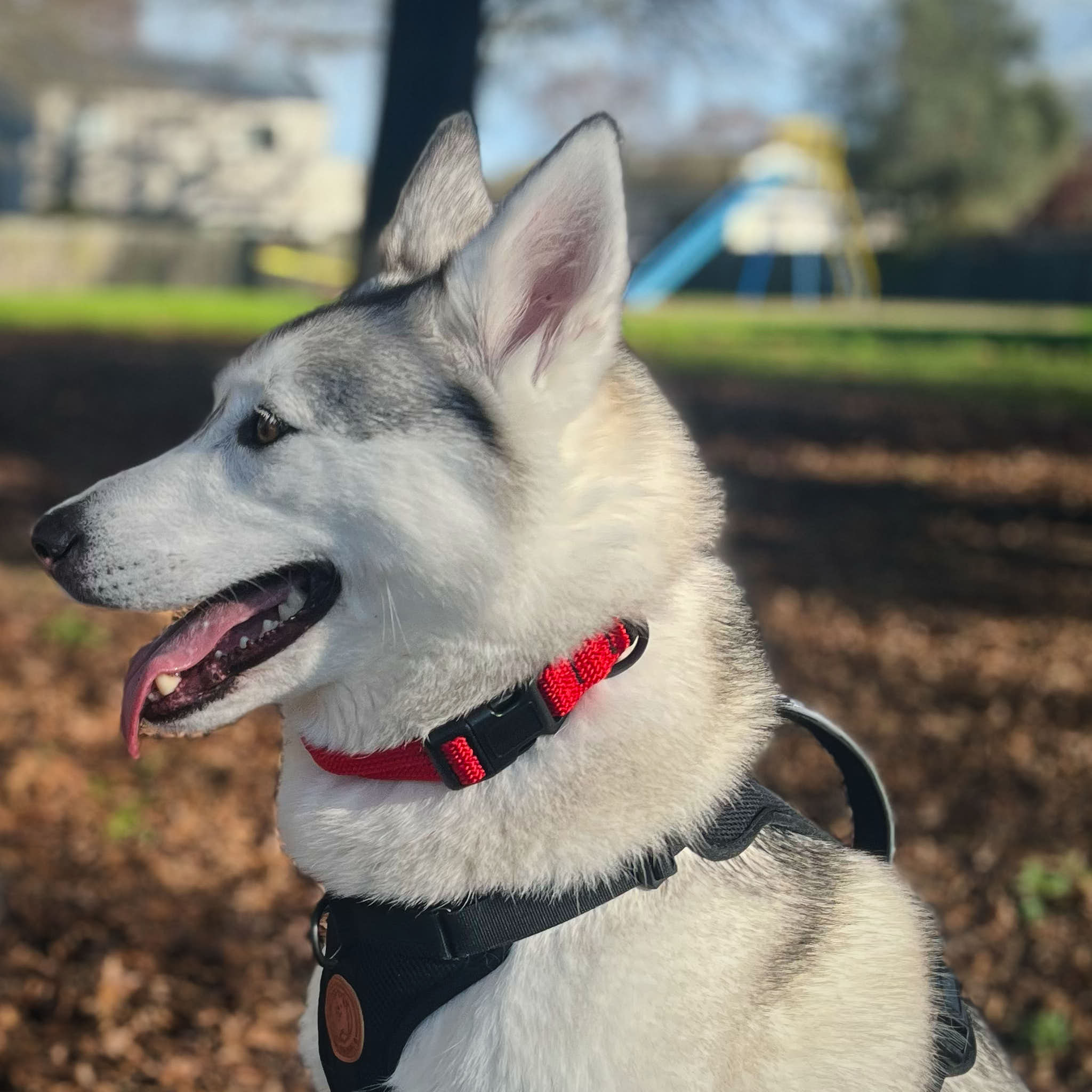Monowai Dog Collar