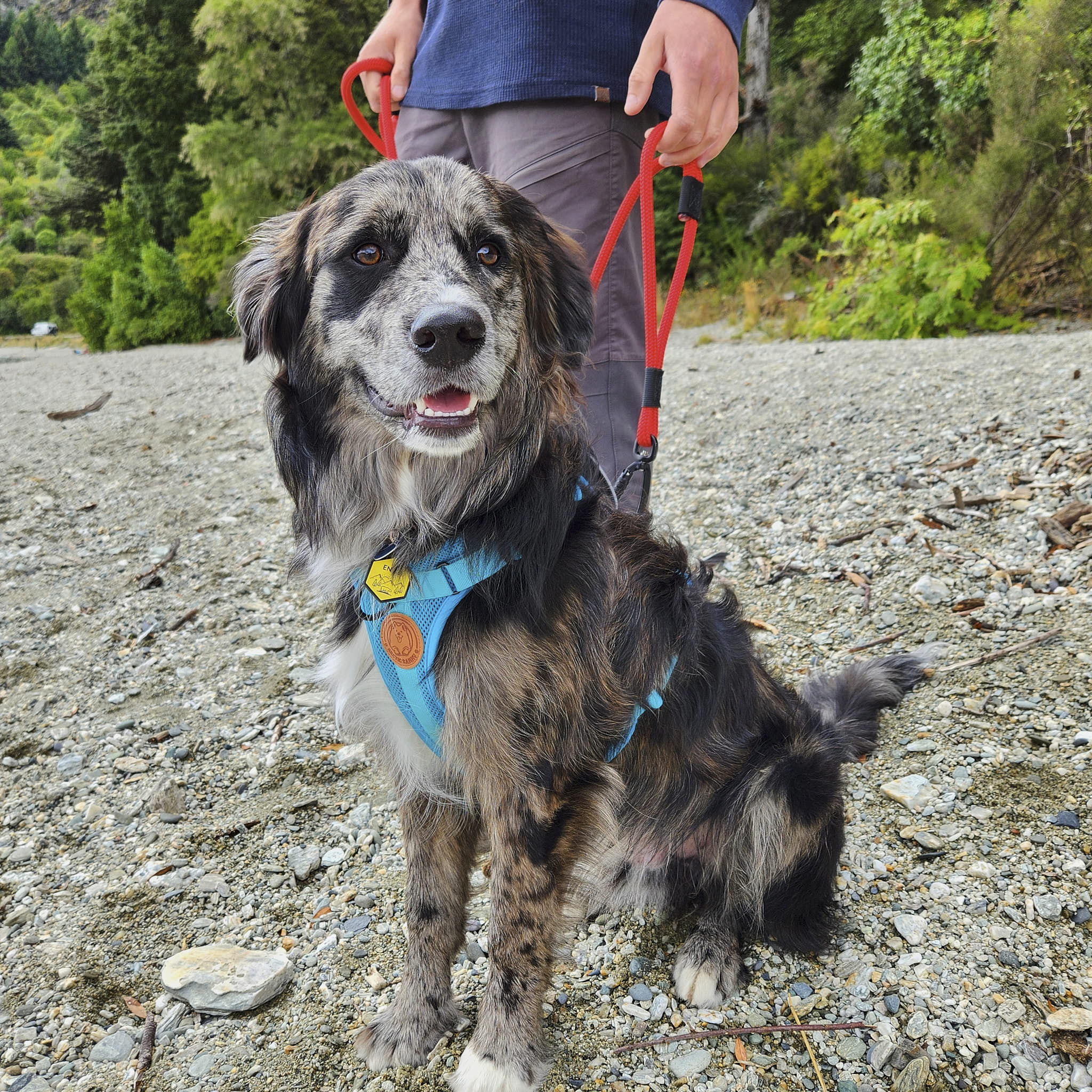 Monowai Rope Dog Leash with Traffic Handle