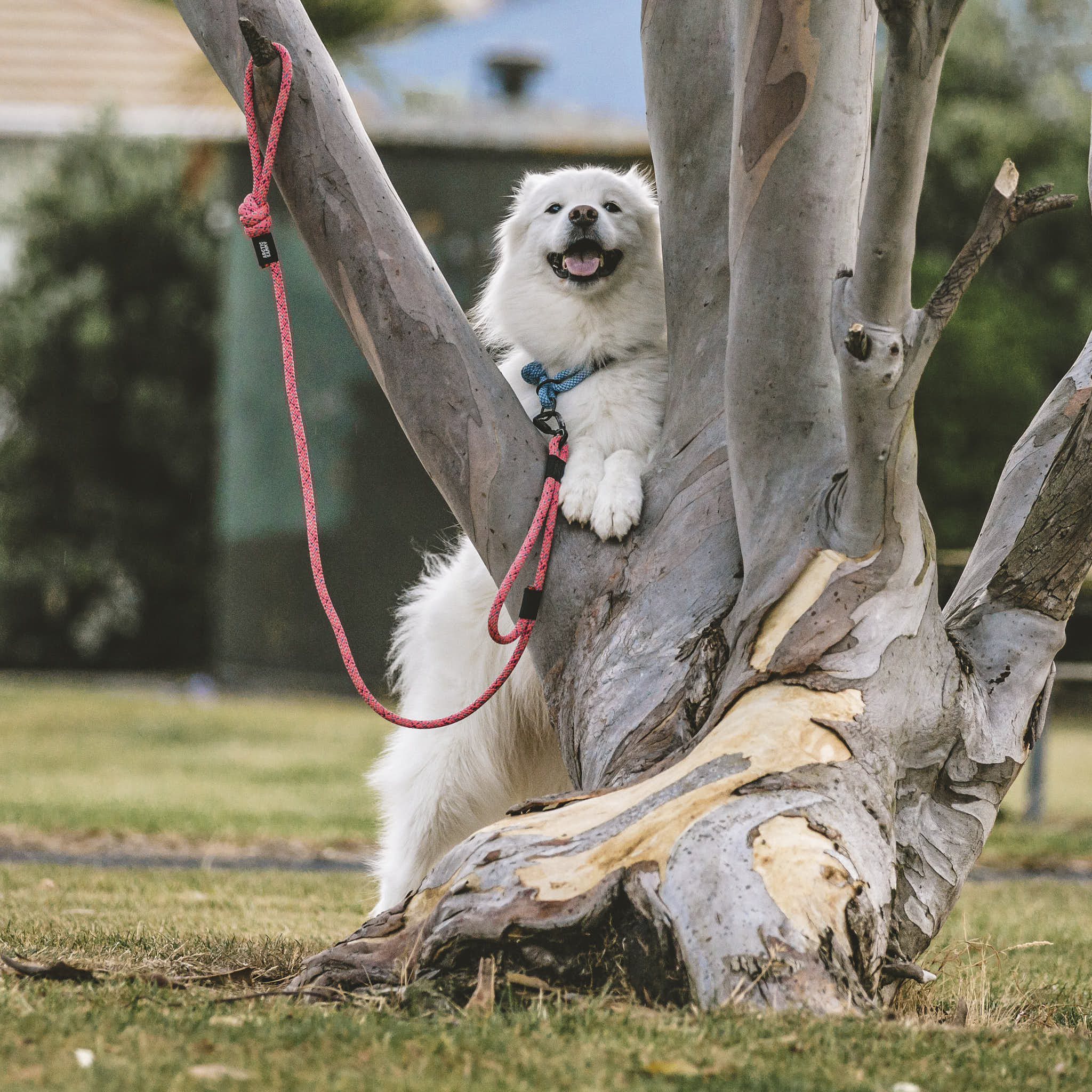 Ohau Rope Dog Leash with Traffic Handle