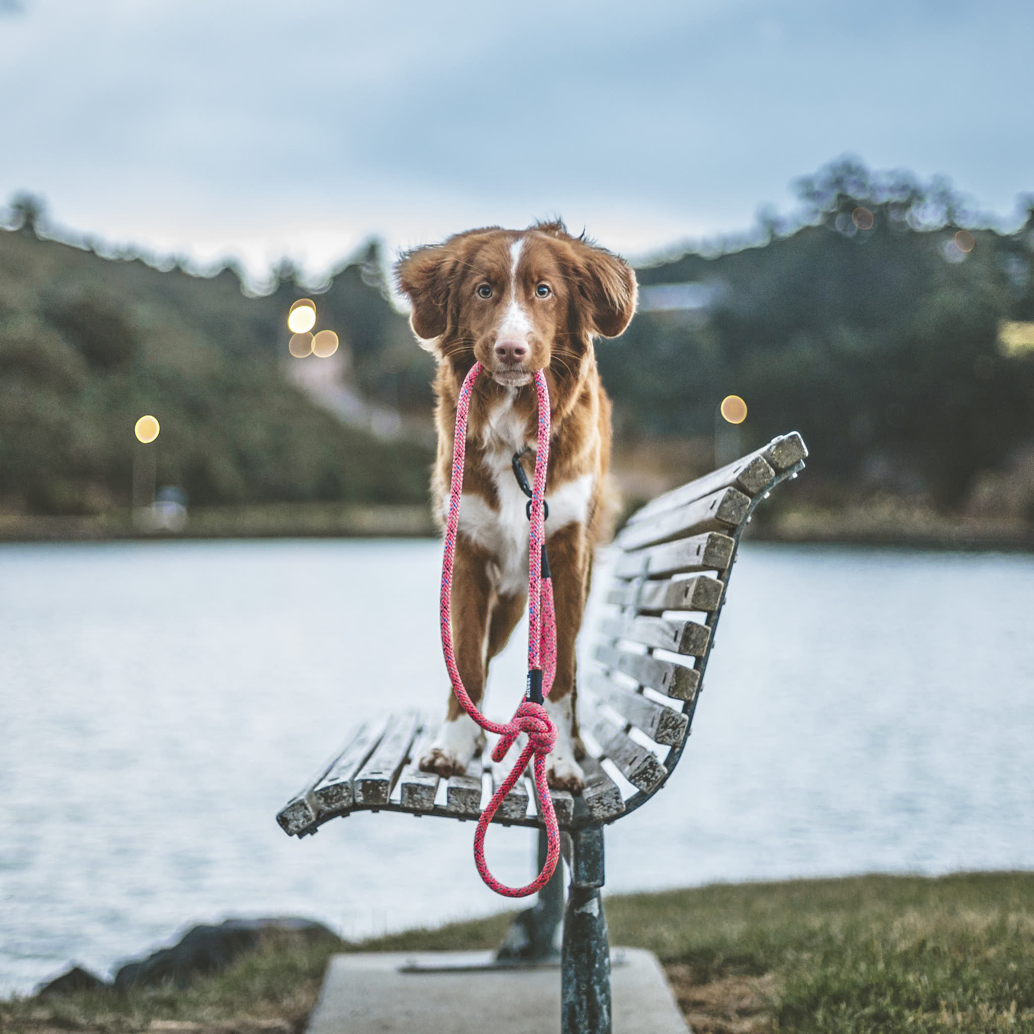 Ohau Rope Dog Leash with Traffic Handle