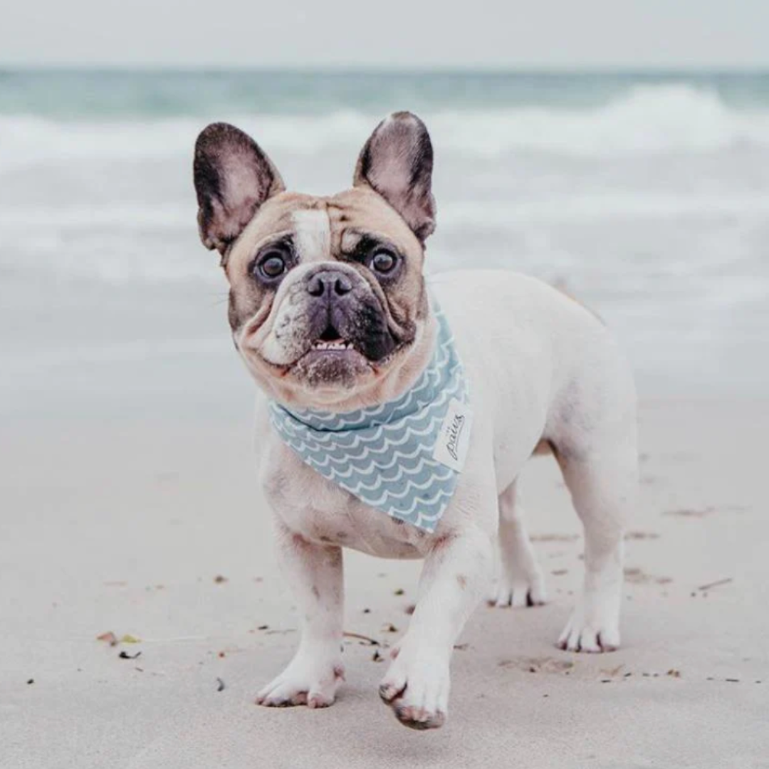 dog bandanas