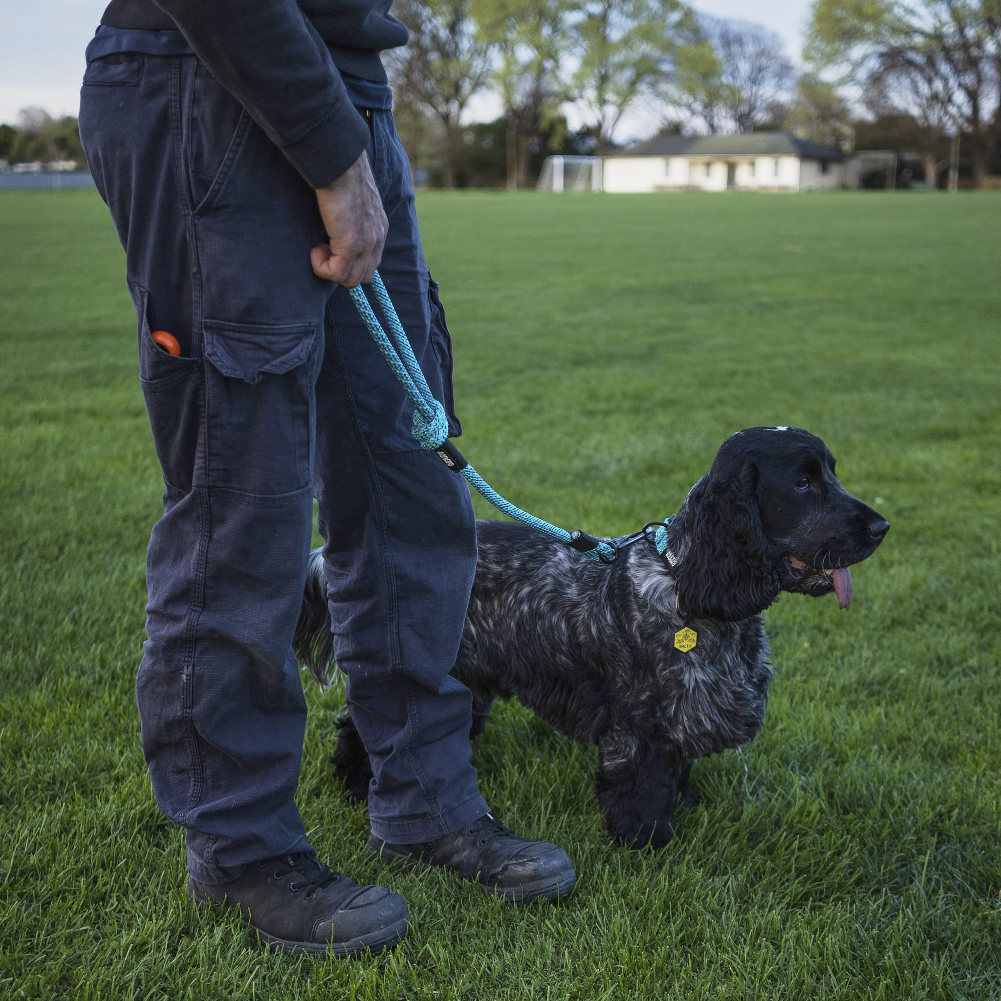 Pukaki City Walker Dog Traffic Leash
